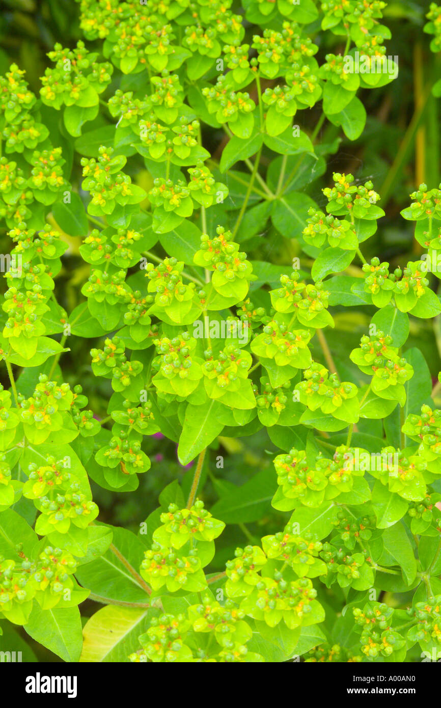 Euphorbia Stock Photo