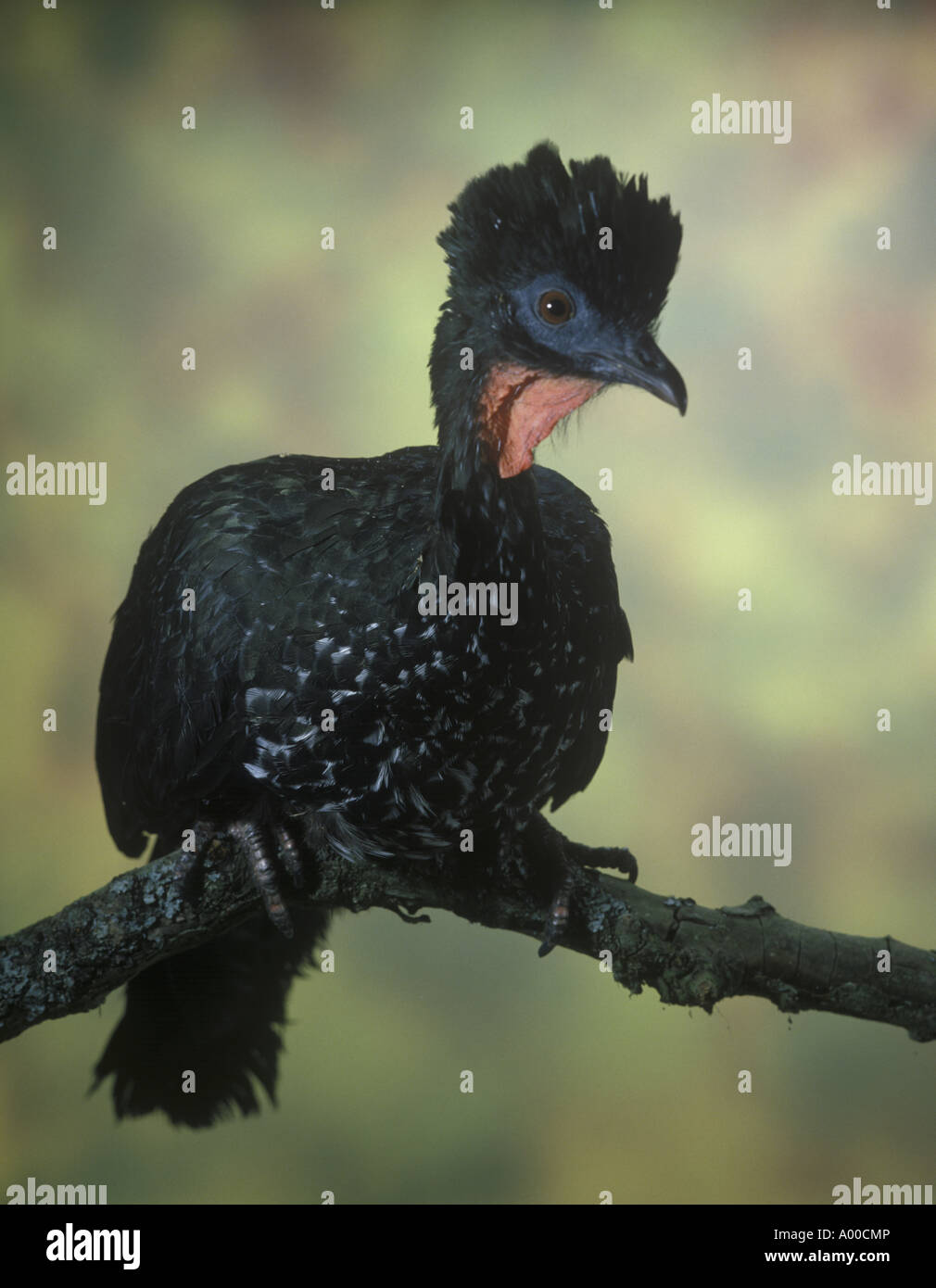 Crested Guan Penelope purpurascens Perched on branch close up Stock Photo