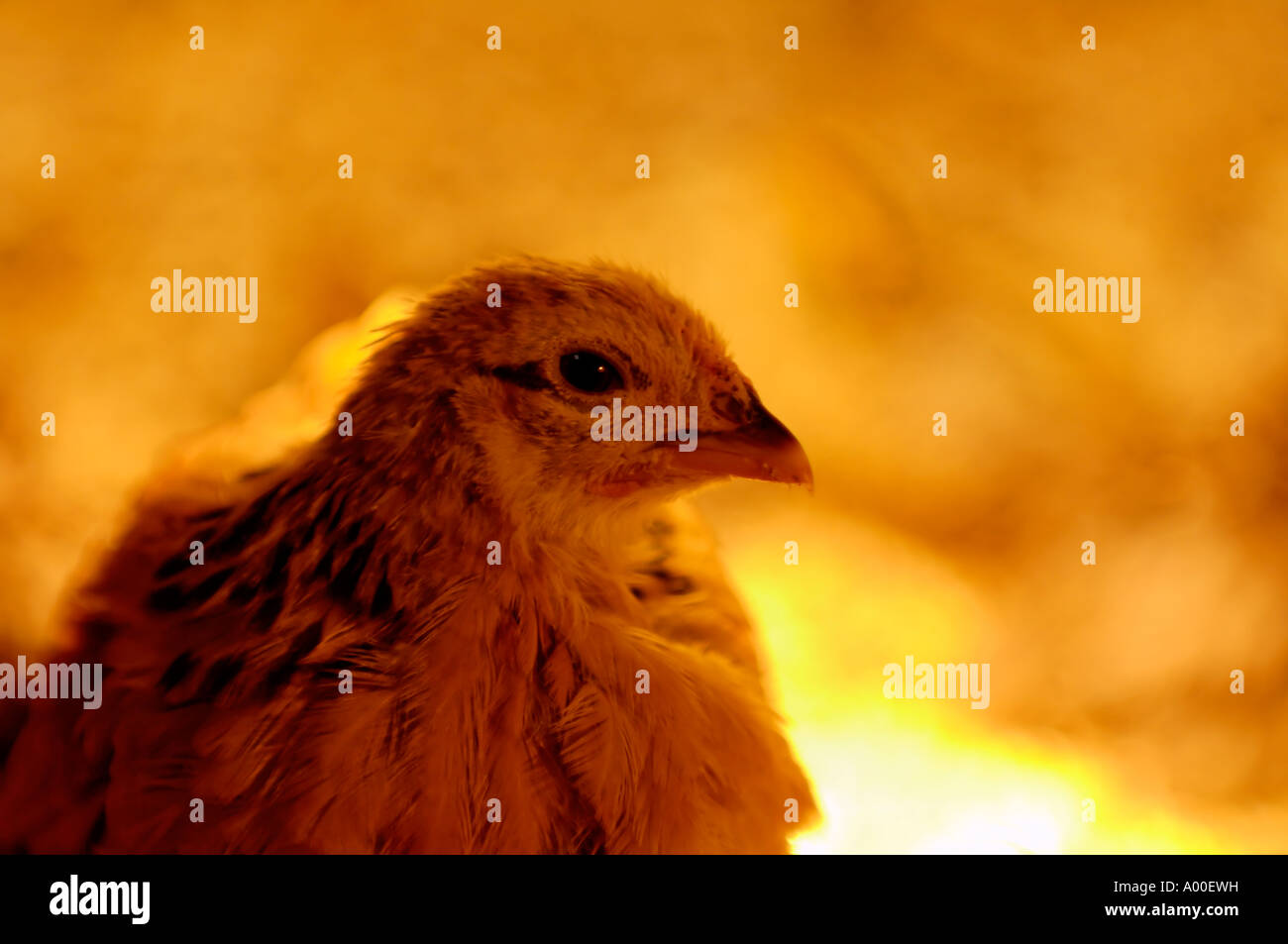 A Close Up Photograph of a Japanese Quail Chick Stock Photo Alamy