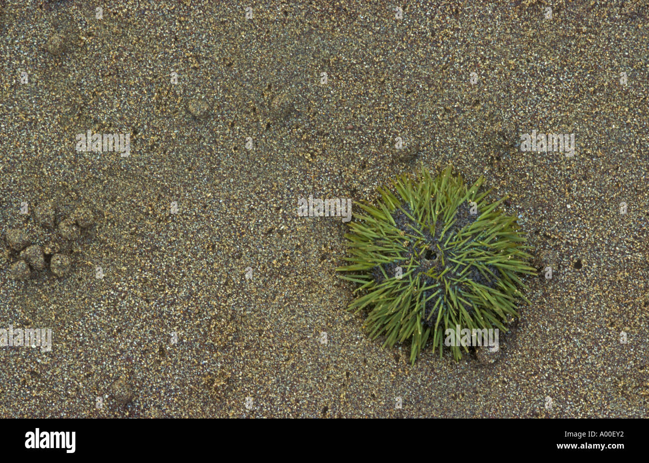 Green sea urchin Lytechinus semituberculatus stranded on the beach Floreana Charles Island Galapagos Stock Photo