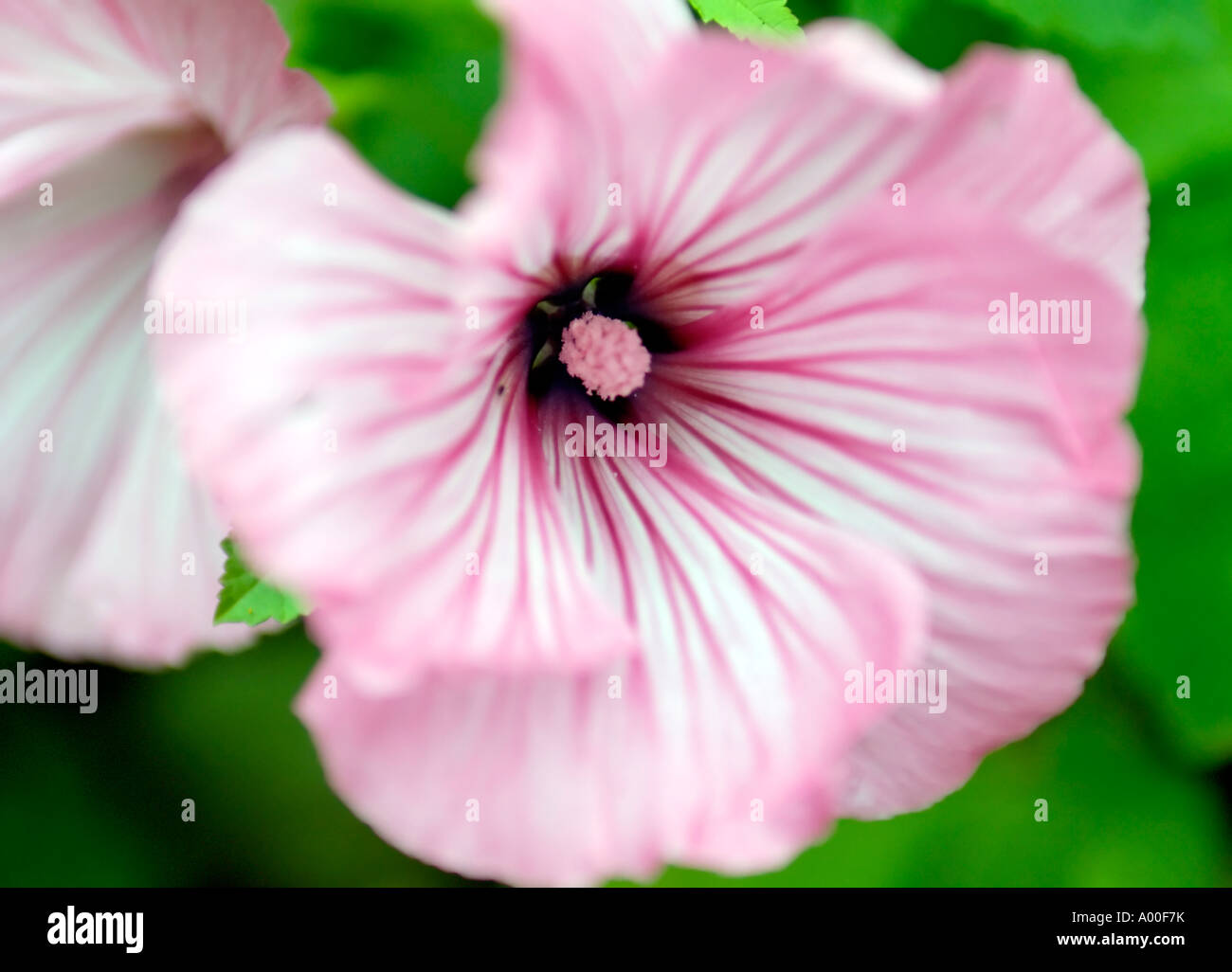 A Close Up Landscape Photograph of a Lavatera Trimestris Flower Stock Photo