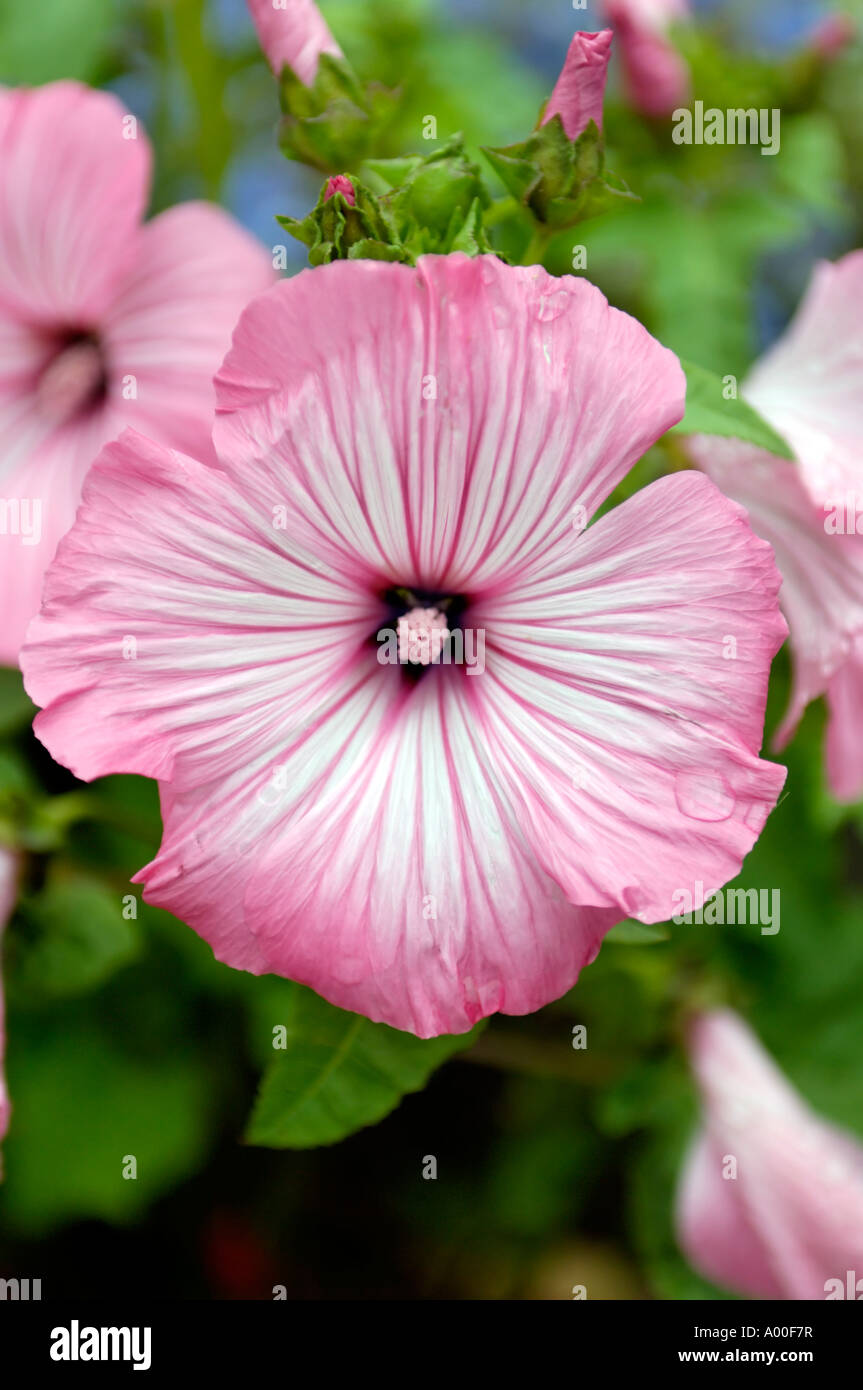 A Close Up Portrait Photograph of a Lavatera Trimestris Flower Stock Photo
