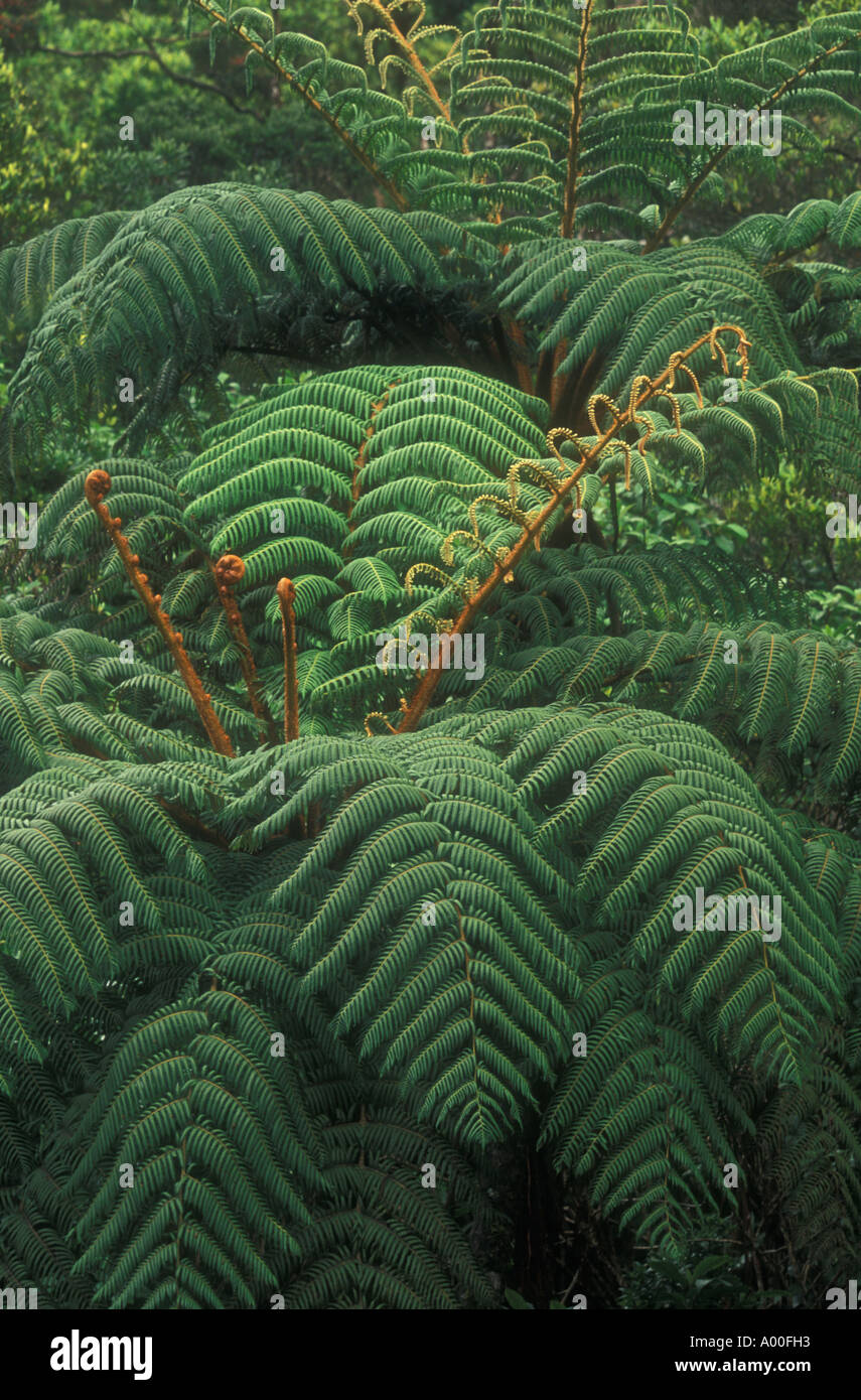 Tree ferns Cyathea crinita Horton Plains National Park Sri Lanka Stock Photo