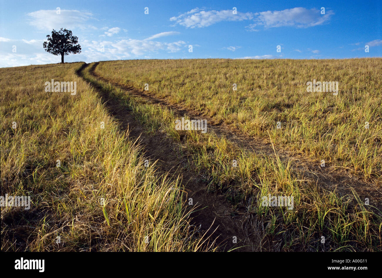 Lone tree medora hi-res stock photography and images - Alamy