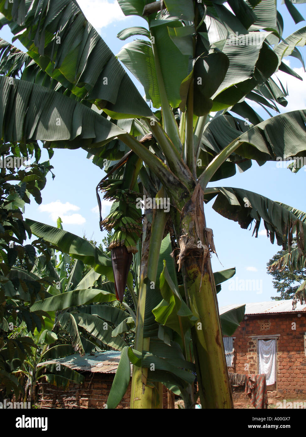 Plantain bunch (matooke), staple diet in southern Uganda Stock Photo