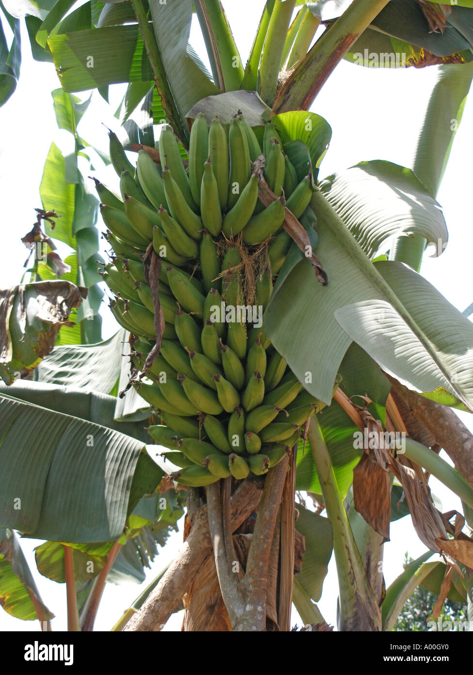 Plantain bunch (matooke), staple diet in southern Uganda Stock Photo