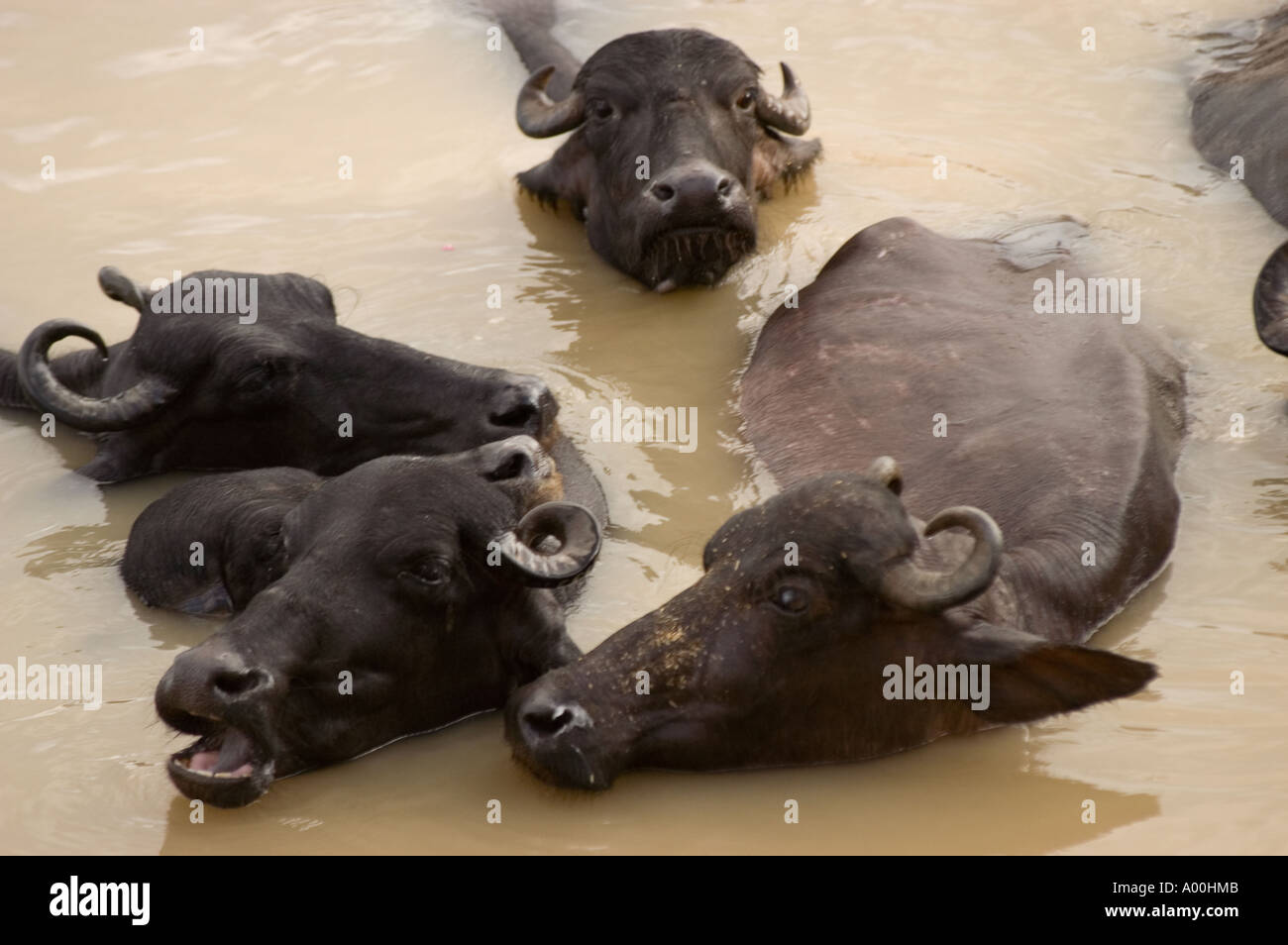 Water buffalo bath in Ganges river in Varanasi Uttar Pradesh India