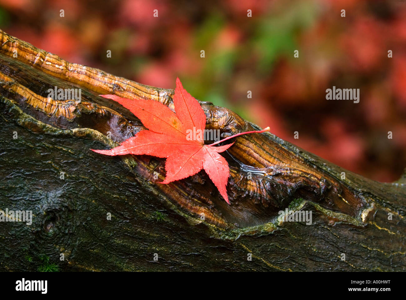 Japanese Maple Acer leaf on tree trunk at Queenswood Arboretum near Leominster Herefordshire Autumn colour Stock Photo