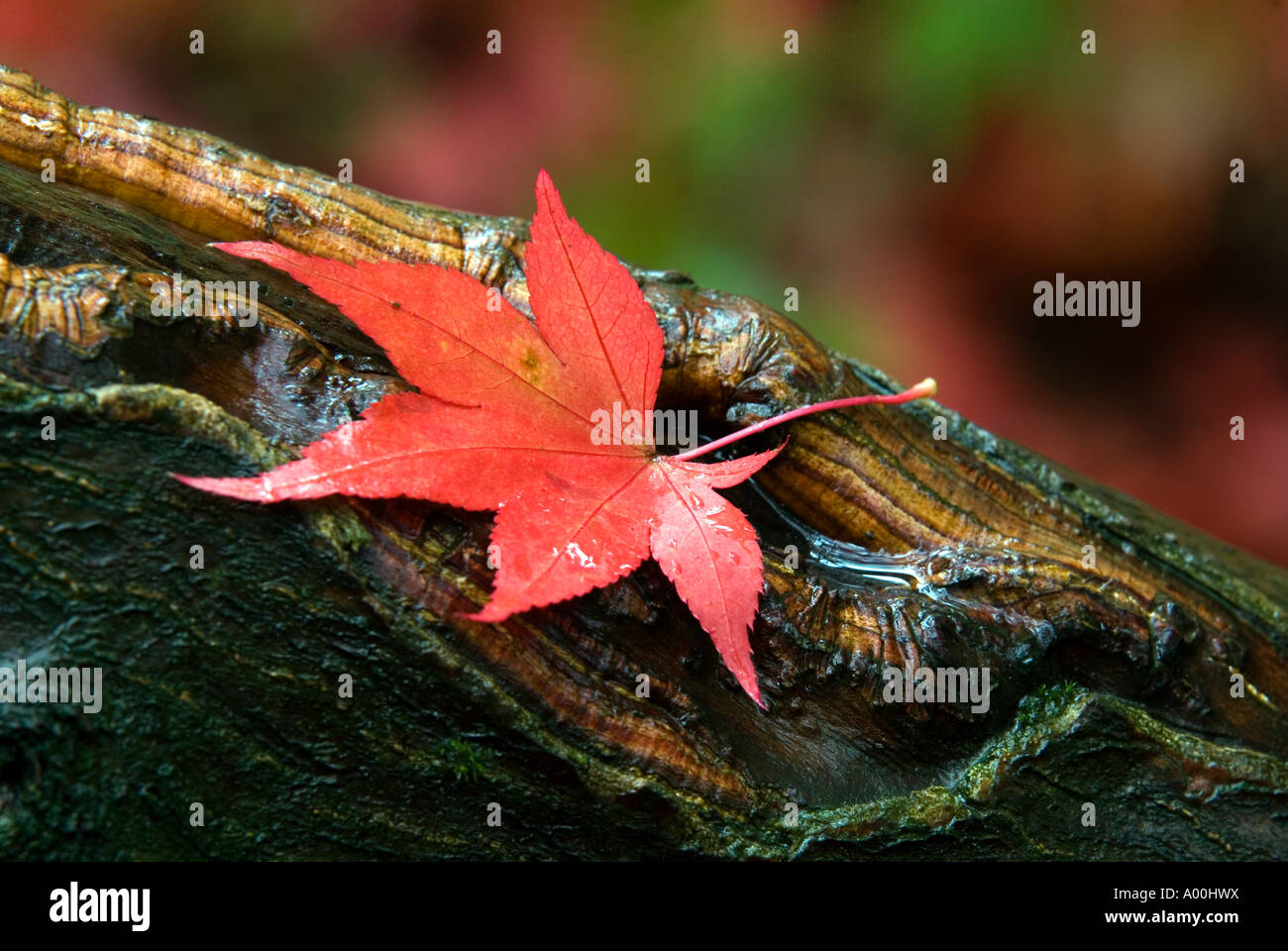 Japanese Maple Acer leaf on tree trunk at Queenswood Arboretum near Leominster Herefordshire Autumn colour Stock Photo
