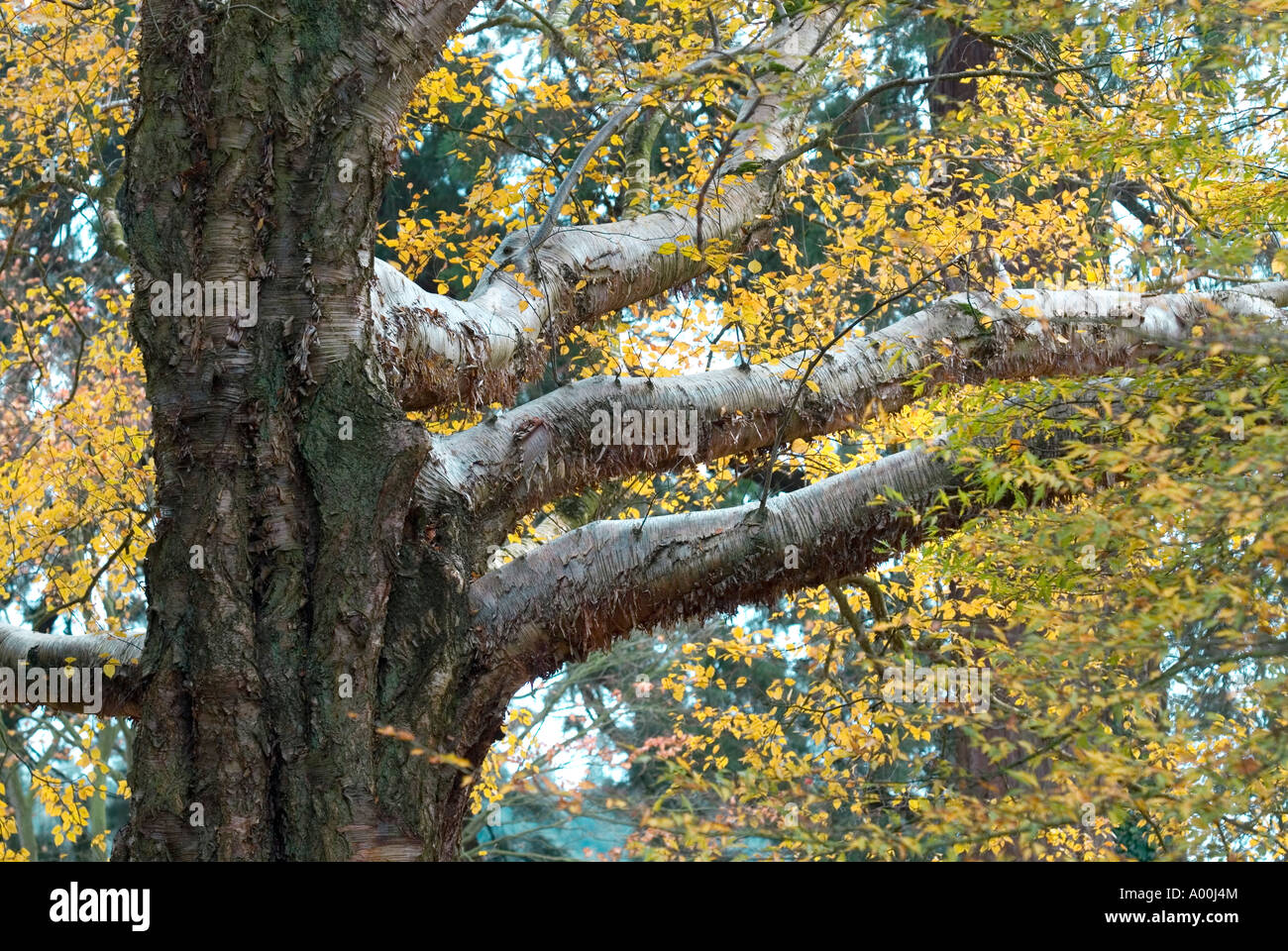 Emanii hi-res stock photography and images - Alamy