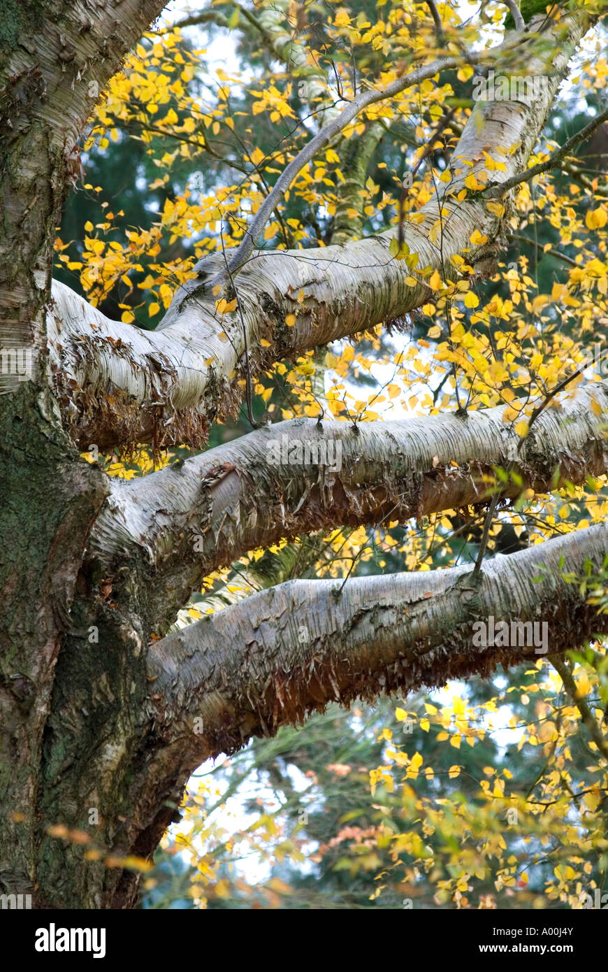 Emanii High Resolution Stock Photography and Images - Alamy