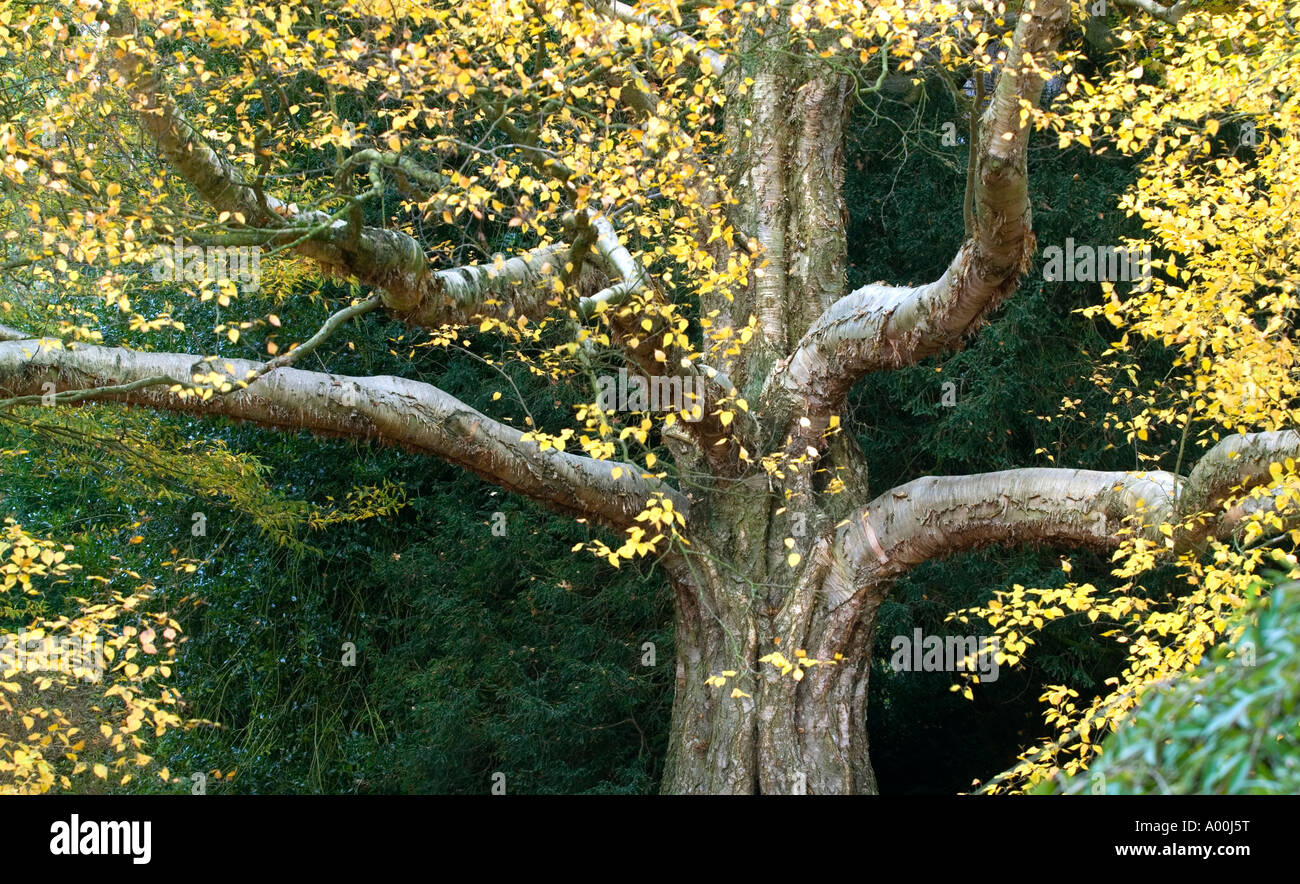 Emanii High Resolution Stock Photography and Images - Alamy