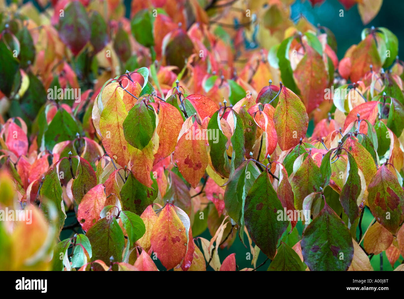 The Flowering Dogwood Cornus florida or Benthamidia florida Stock Photo