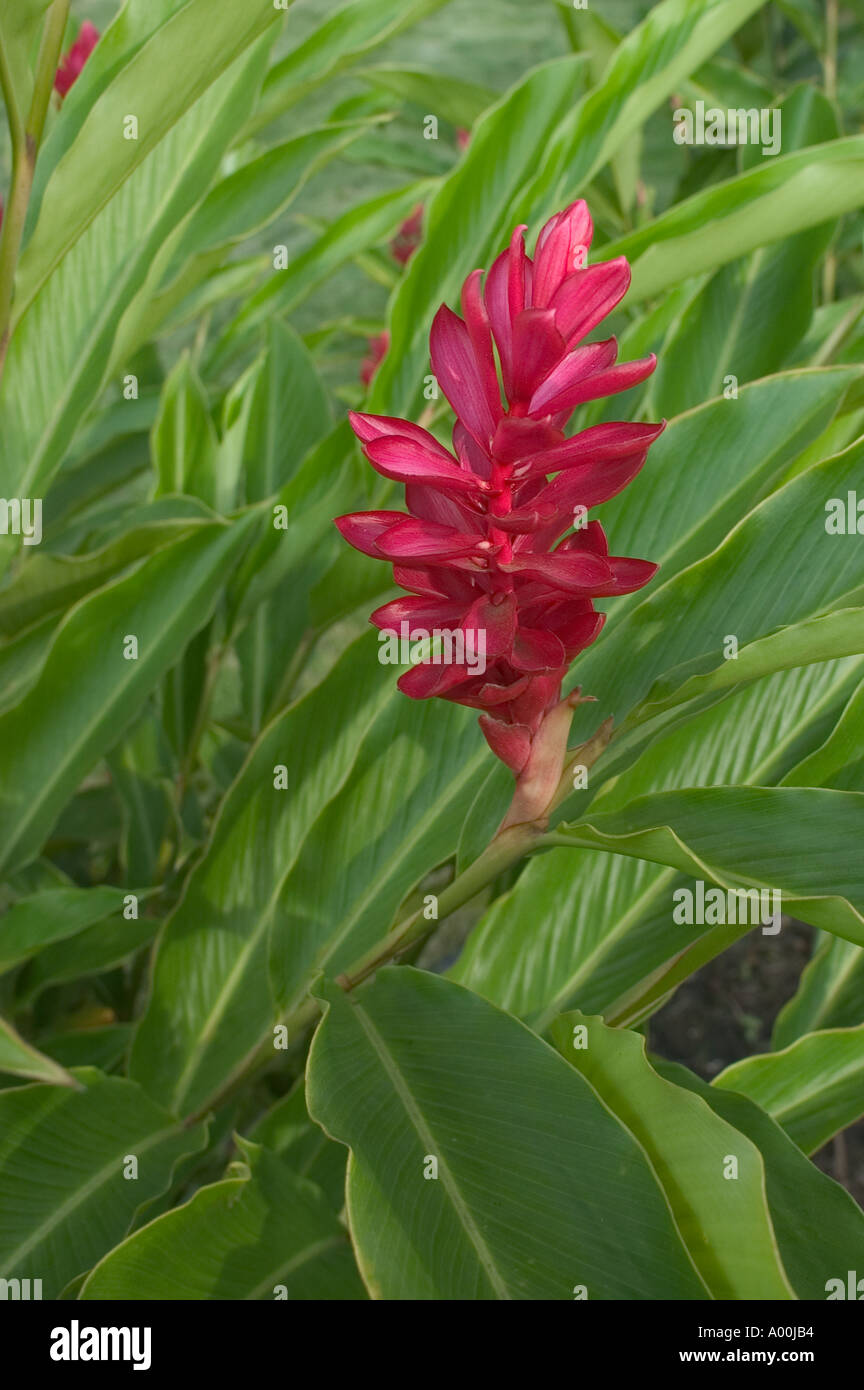 Ginger flower and leaves in Costa Rica Stock Photo Alamy