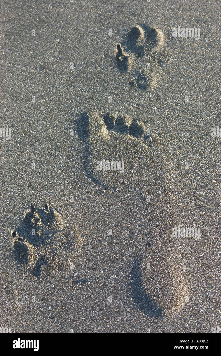 Human footprints dog paw prints hi-res stock photography and images - Alamy