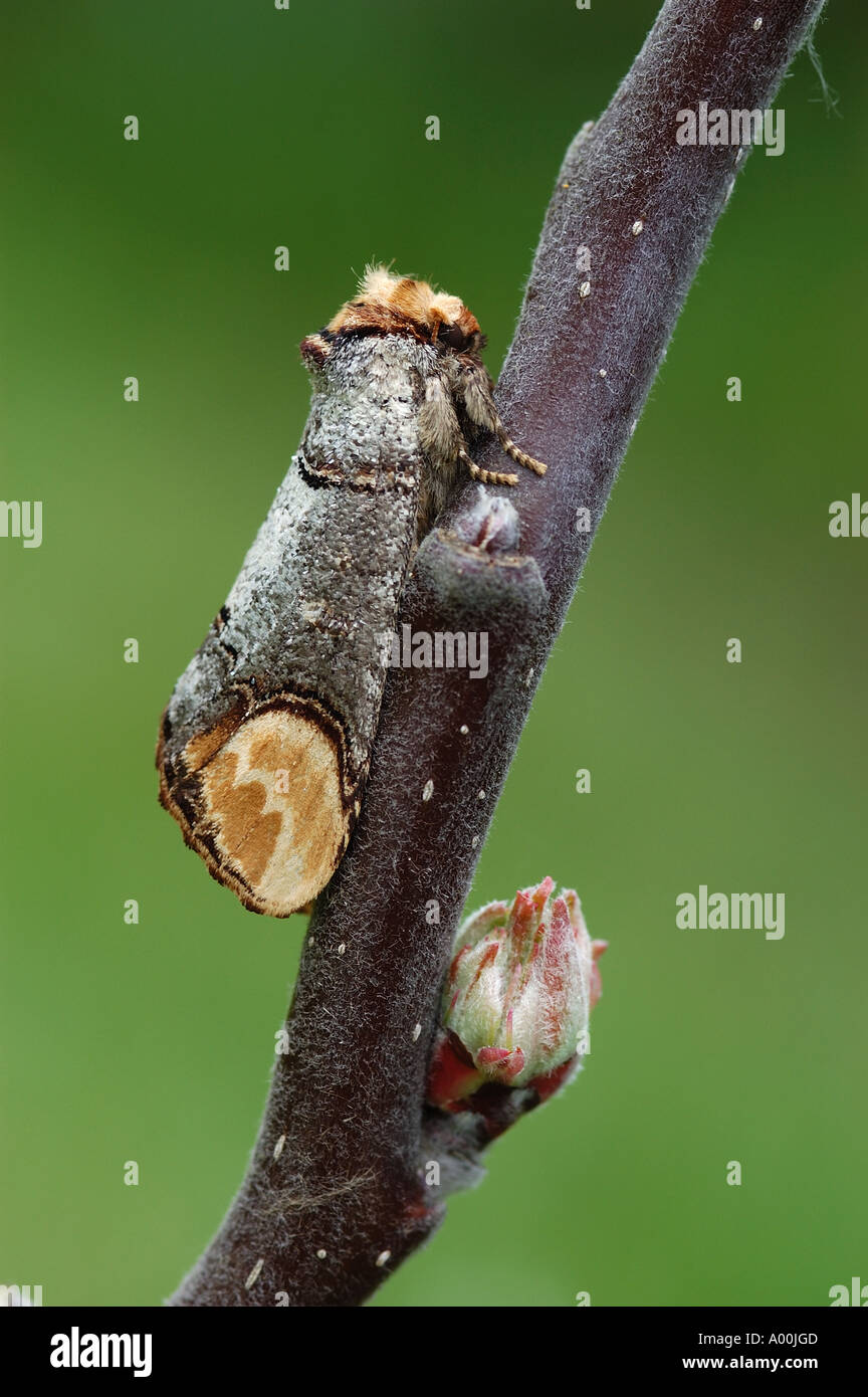 Buff Tip moth (Phalera bucephala) resting on twig, Oxfordshire, UK Stock Photo
