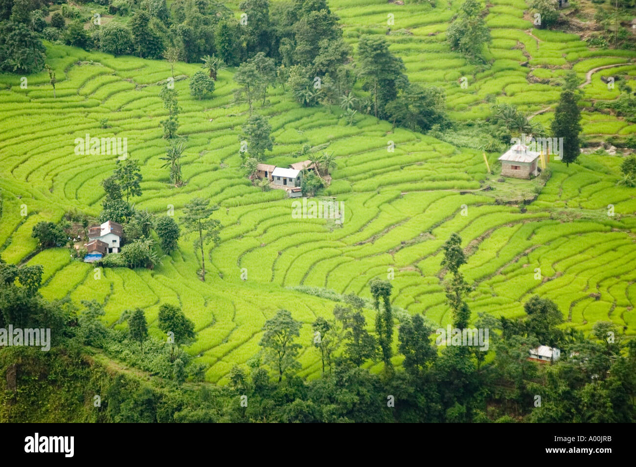 Green beautiful terrace paddy rice fields with peasant houses near ...