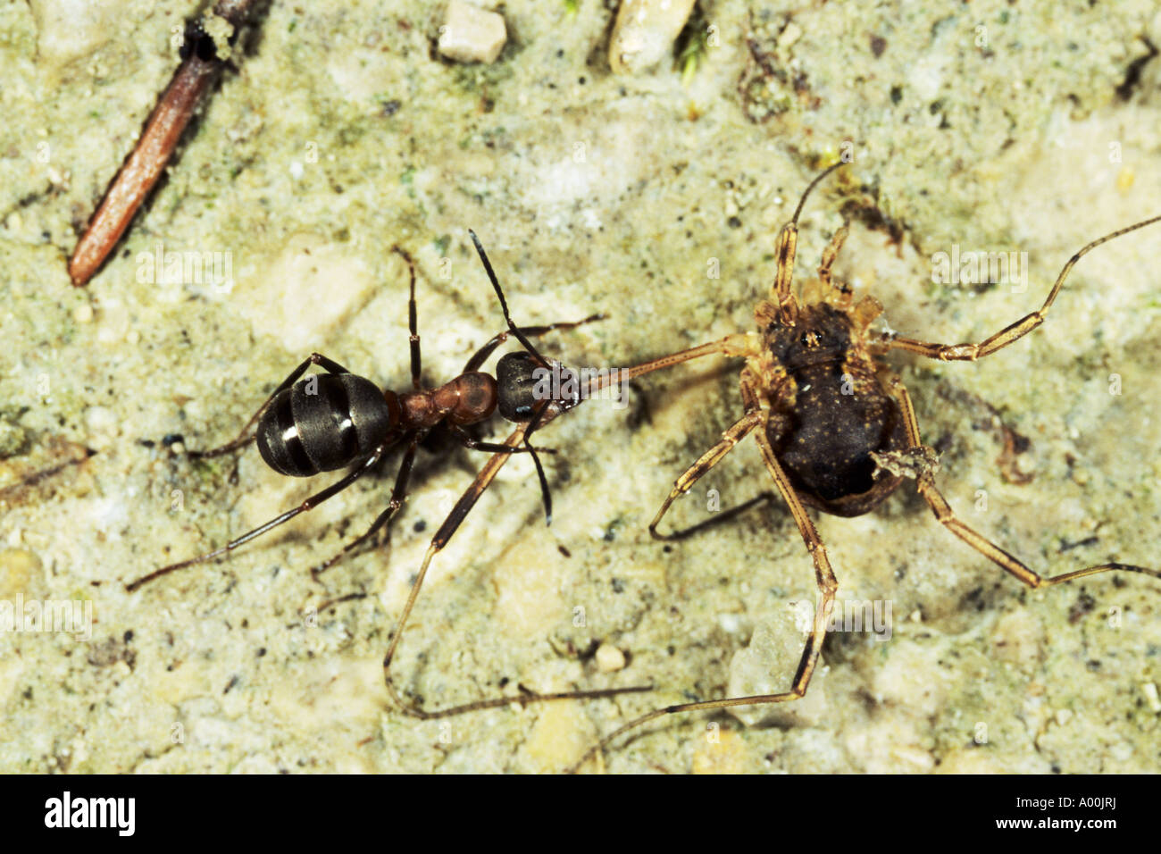 Red Ant Formica rufa eating the leg at a spider Without legs the spider