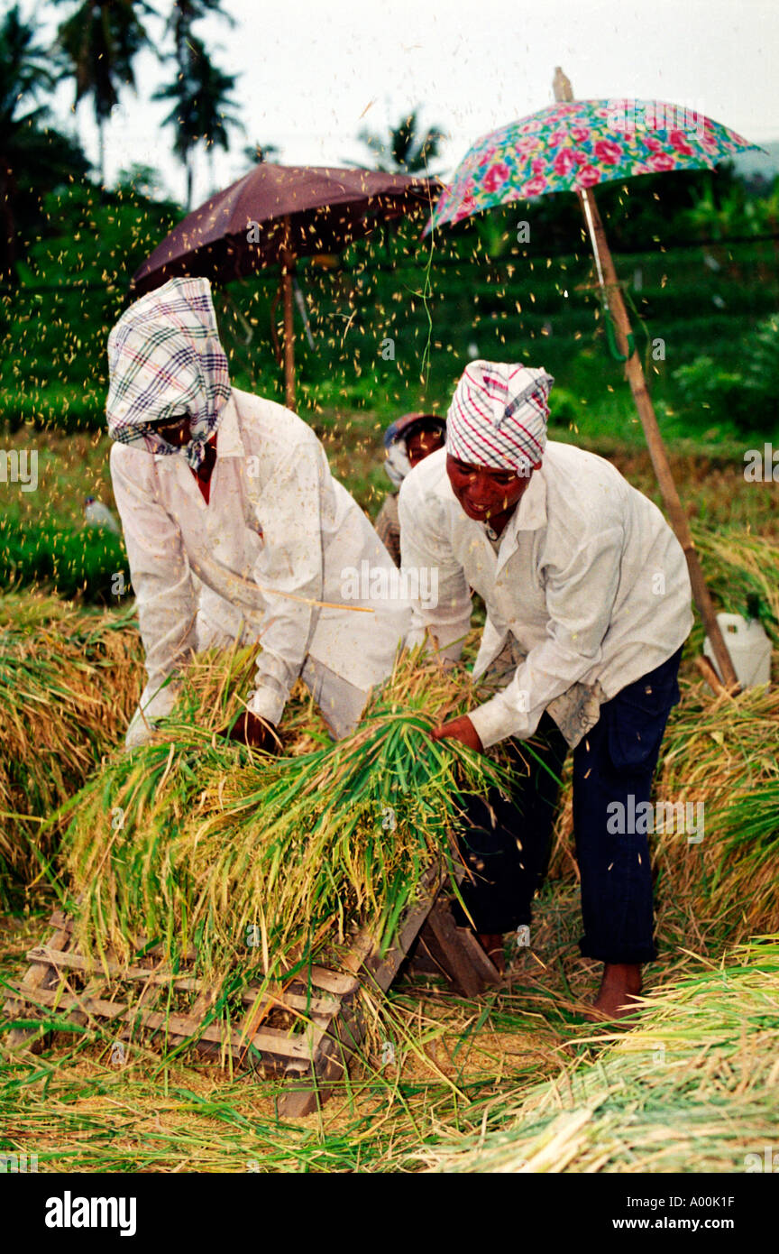 two field workers thrash rice plants to remove the rice grains in a