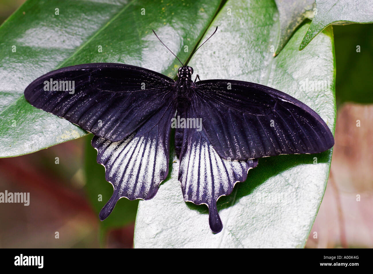 Asian swallowtail male Papilio lowi resting on a leaf Stock Photo - Alamy