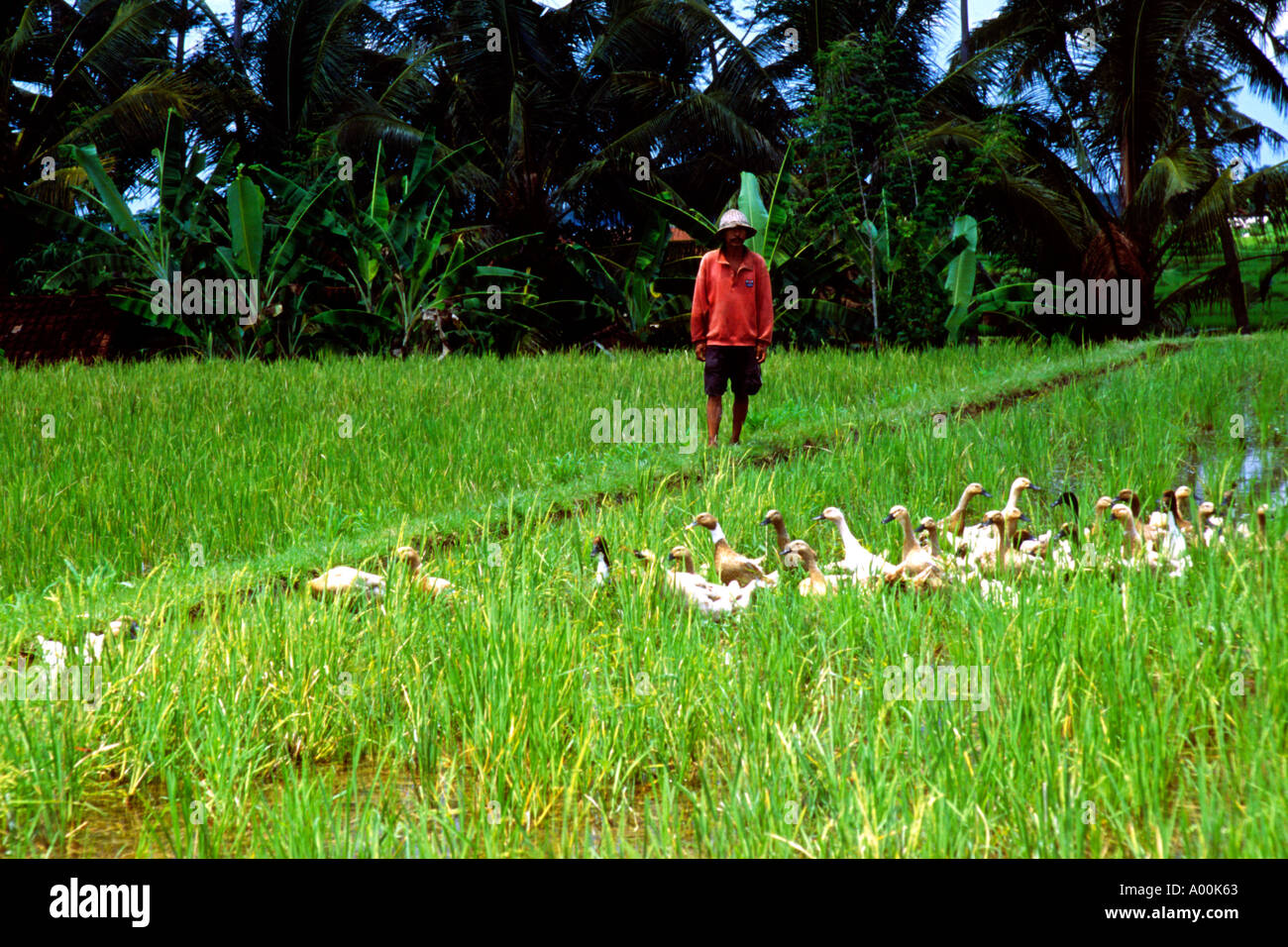 Farmer walks in rice field hi-res stock photography and images - Alamy
