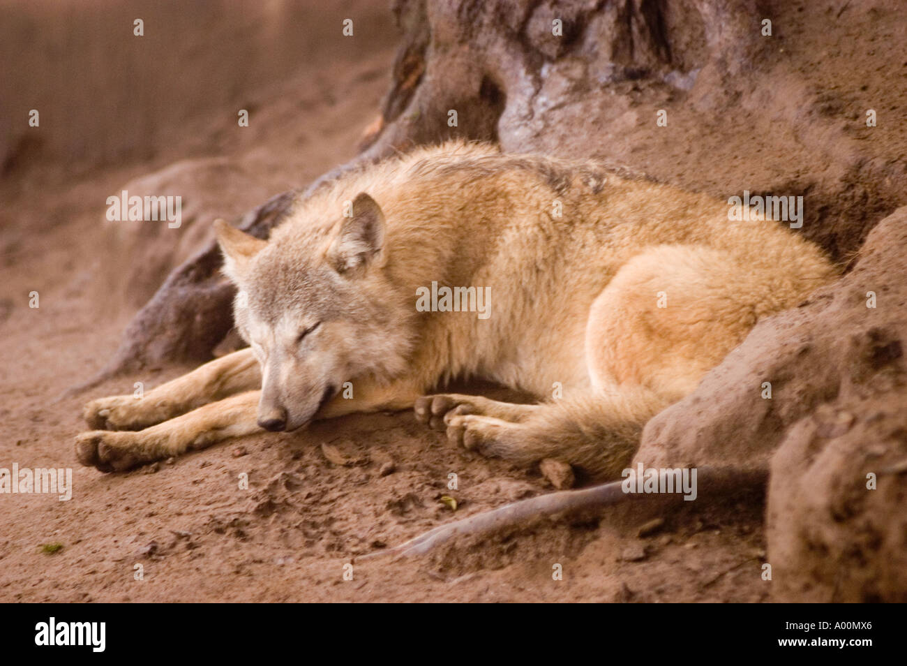 Tibetan Wolf Canis lupus laniger or Canis Lupus Chanco in Darjeeling ZOO Stock Photo