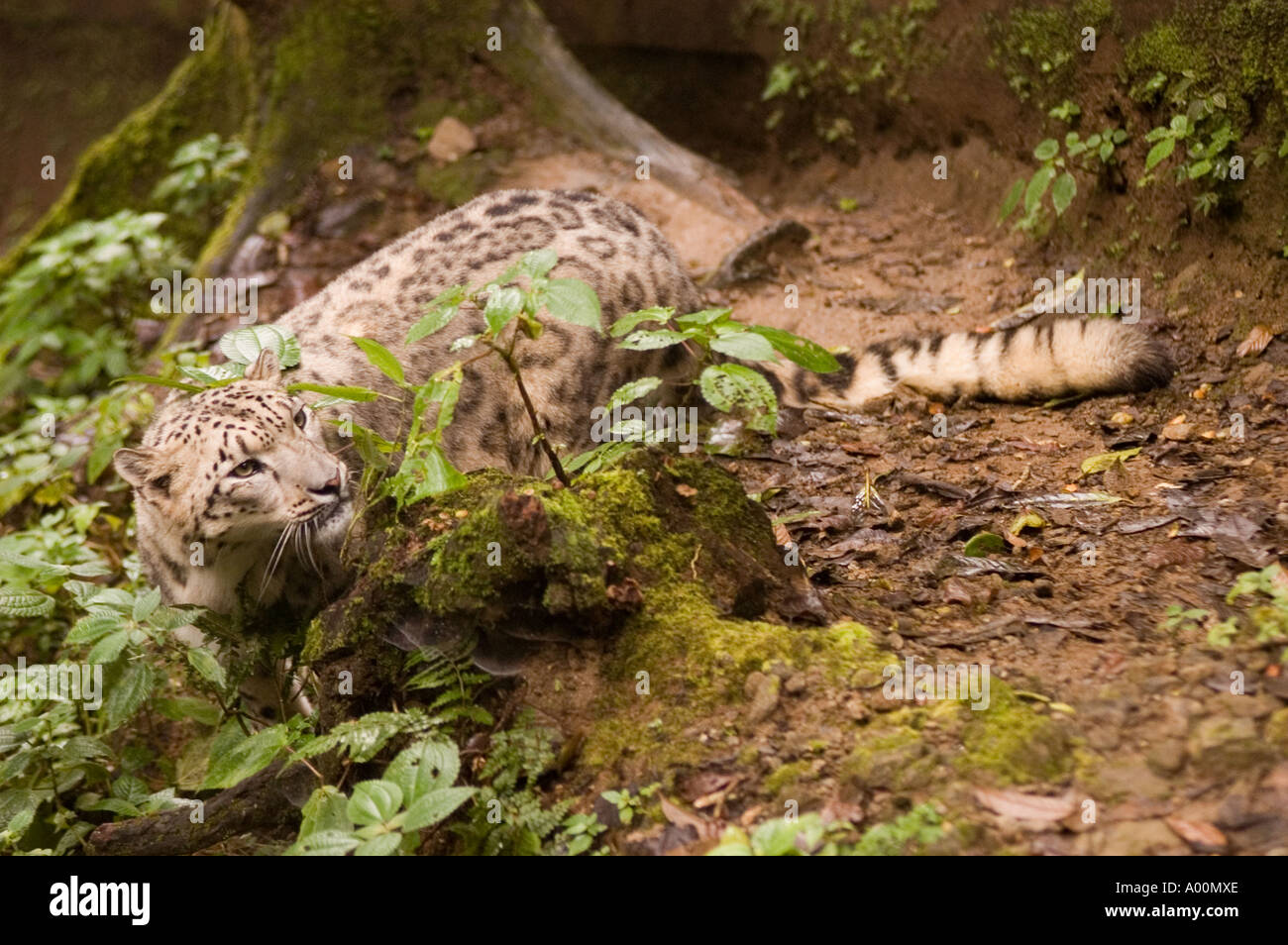 Snow Leopard Panthera Unica Stock Photo