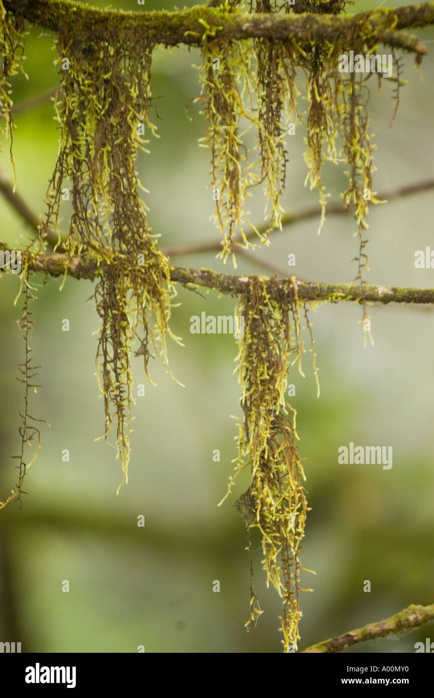Tropical epiphyte plants growing on the tree in Lower Himalaya Sikkim