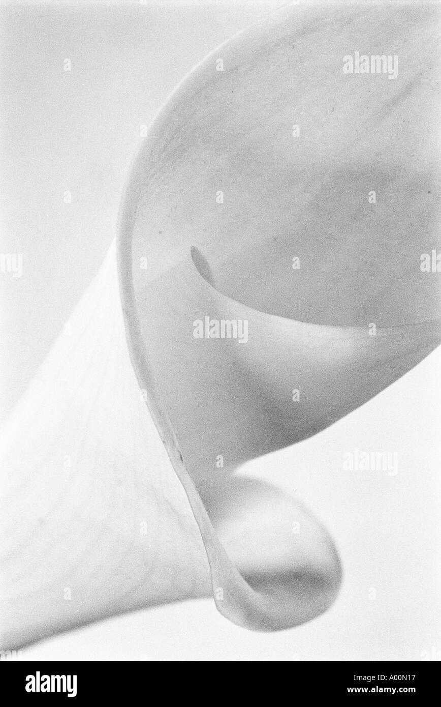 Calla Lily flower head detail Stock Photo Alamy