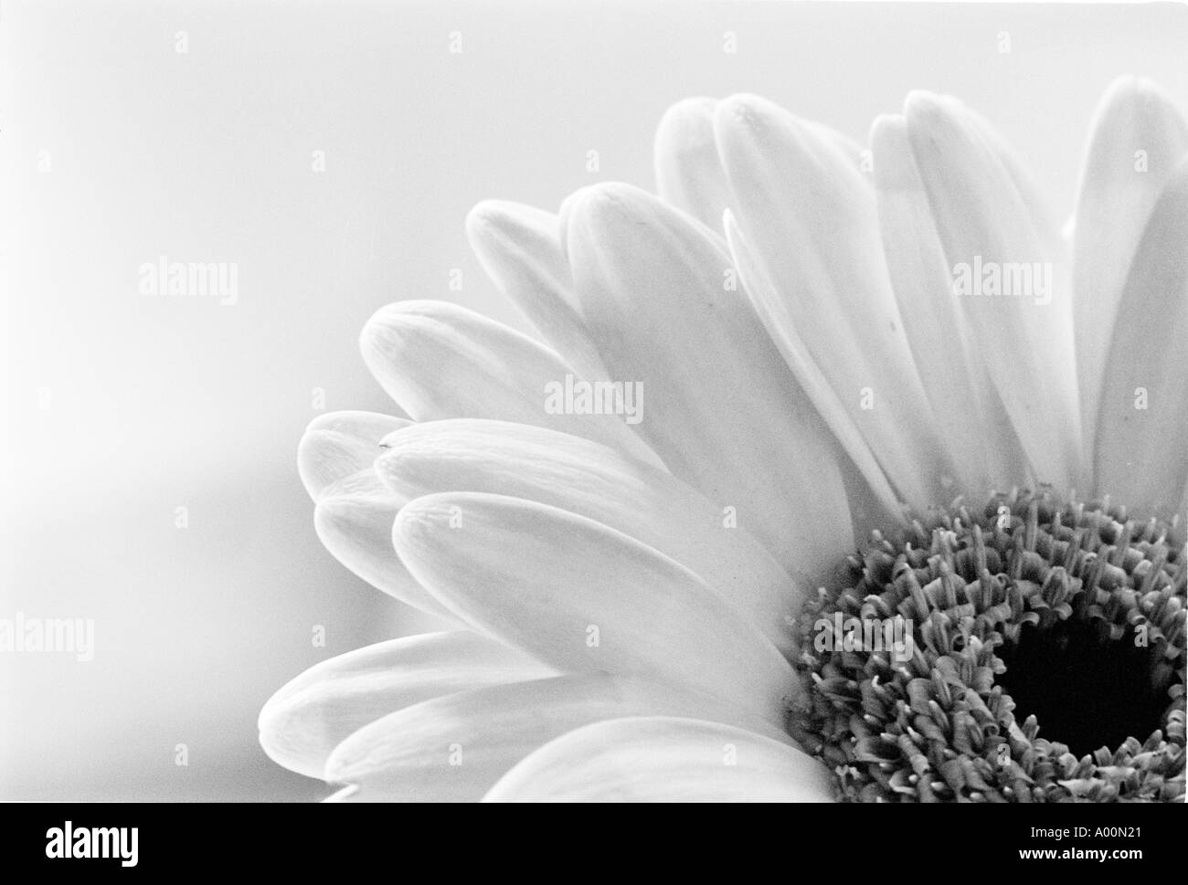 Gerbera daisy close up Black and White Stock Photos & Images - Alamy