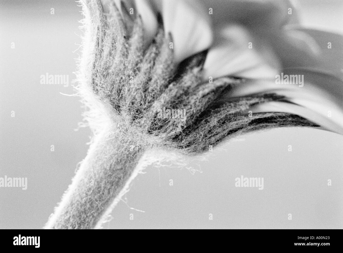 Gerbera daisy Black and White Stock Photos & Images - Alamy
