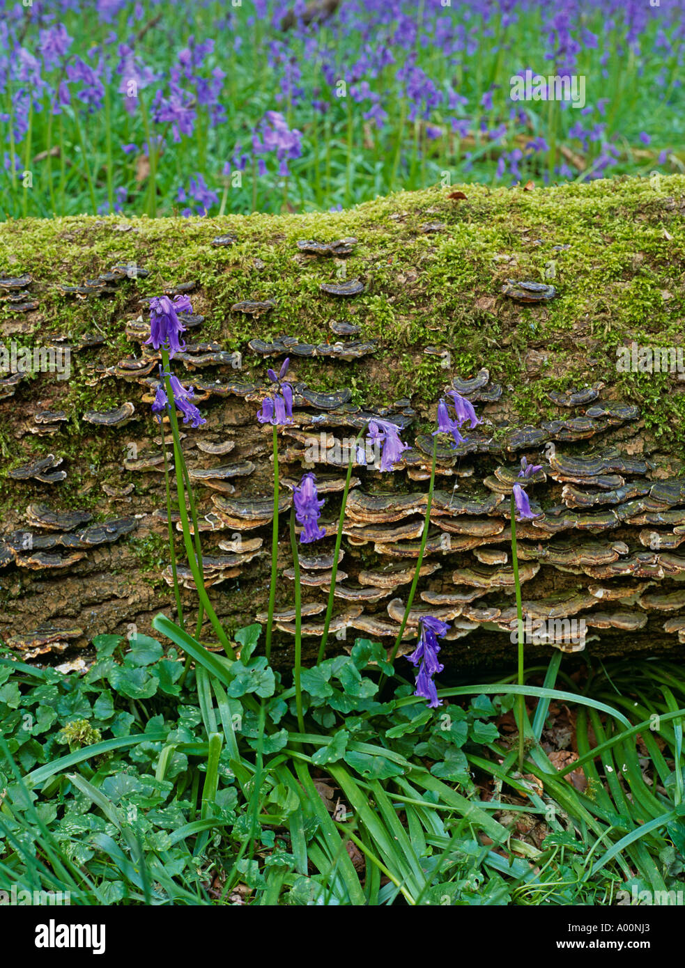 Decaying ash log in Bluebell wood with Bracket Fungus (Trametes versicolor) Alston Wood, Lancashire, UK Stock Photo