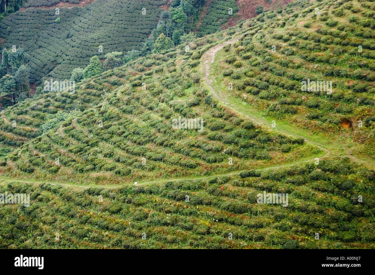 Tea estate in Darjeeling West Bengal India Asia Stock Photo - Alamy