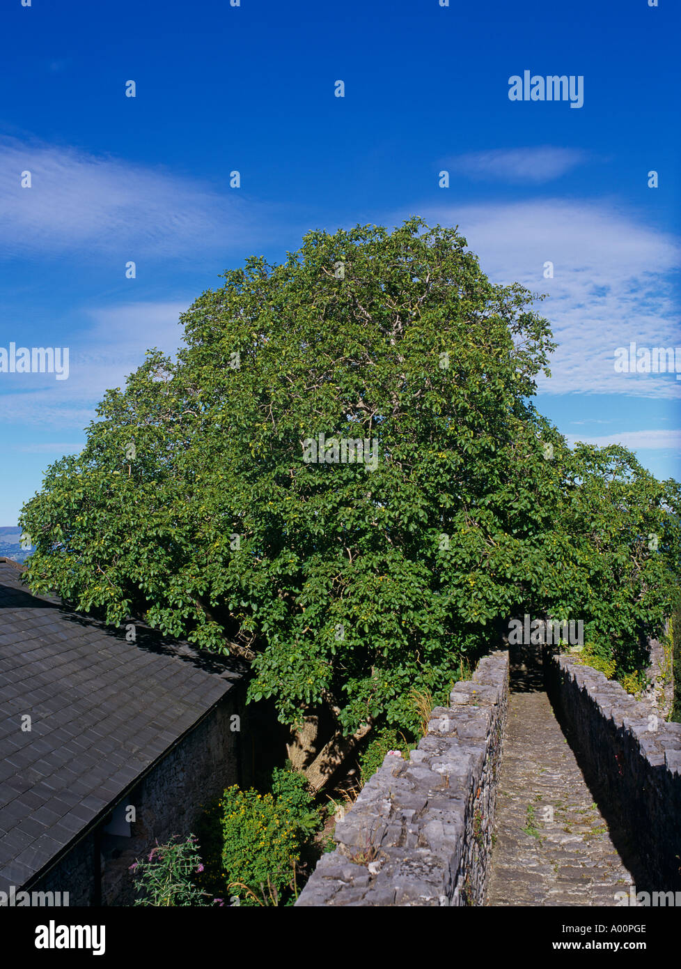 Walnut tree (Juglans regia) growing alongside town walls, Denbigh, North Wales. Stock Photo