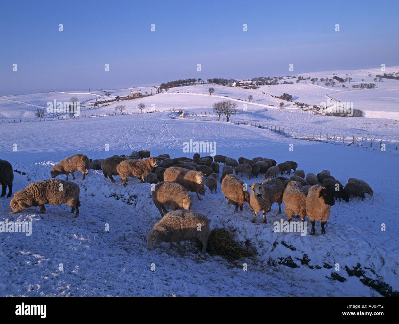 Sheep winter snow in rural wales uk hi-res stock photography and images ...