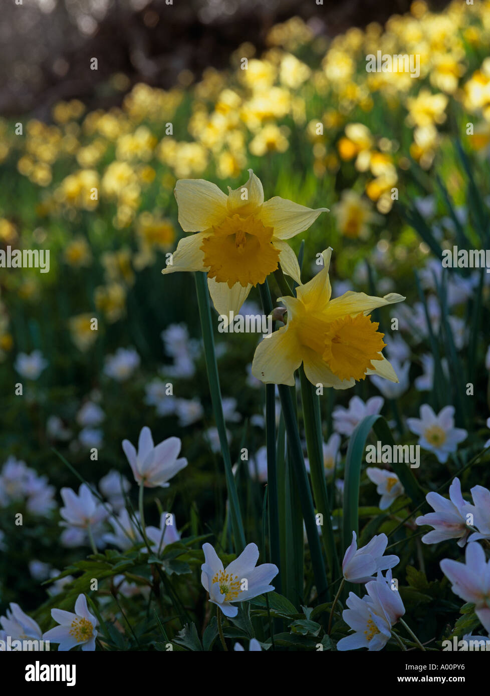 Wild daffodils (Narcissus pseudonarcissus)  and wood anemones (Anemone nemorosa)  Kempley Meadow, SSSI Gloucestershire UK Stock Photo