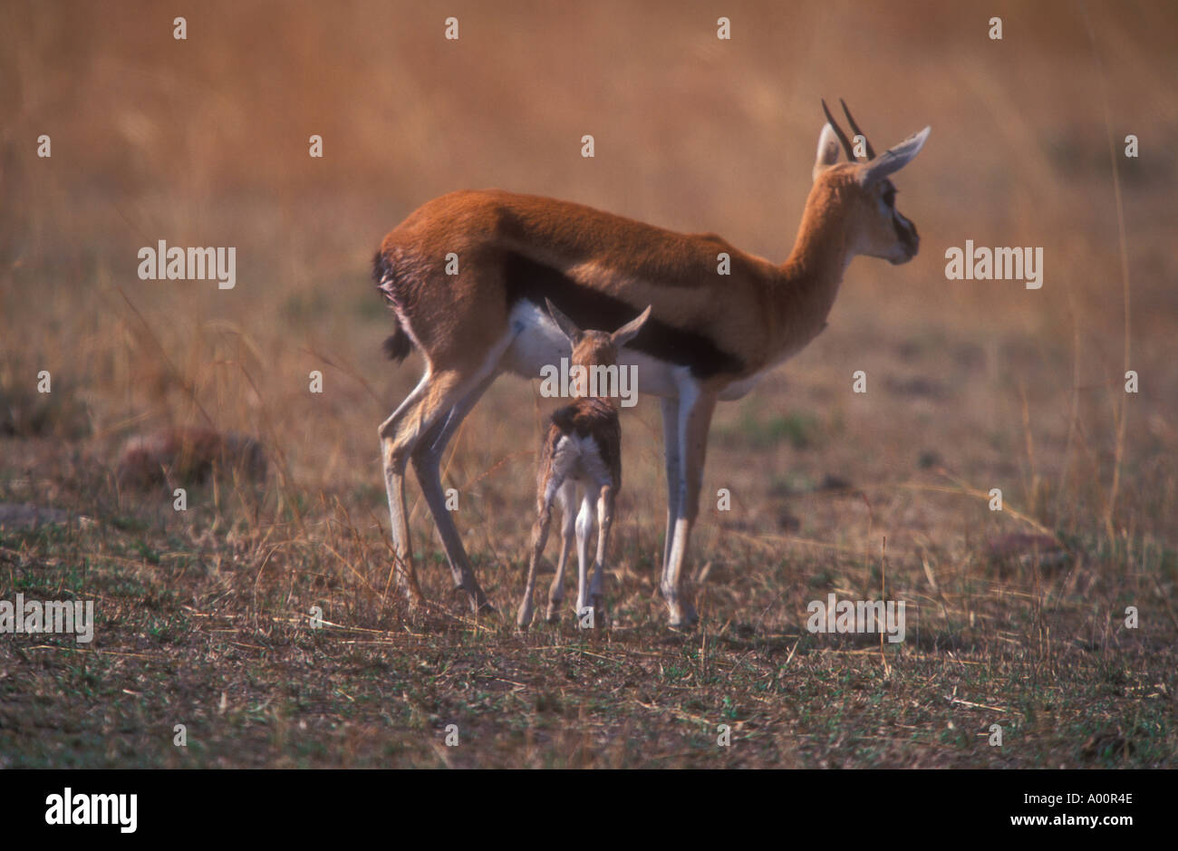 Thompson gazelle Gazella thomsomi Stock Photo - Alamy