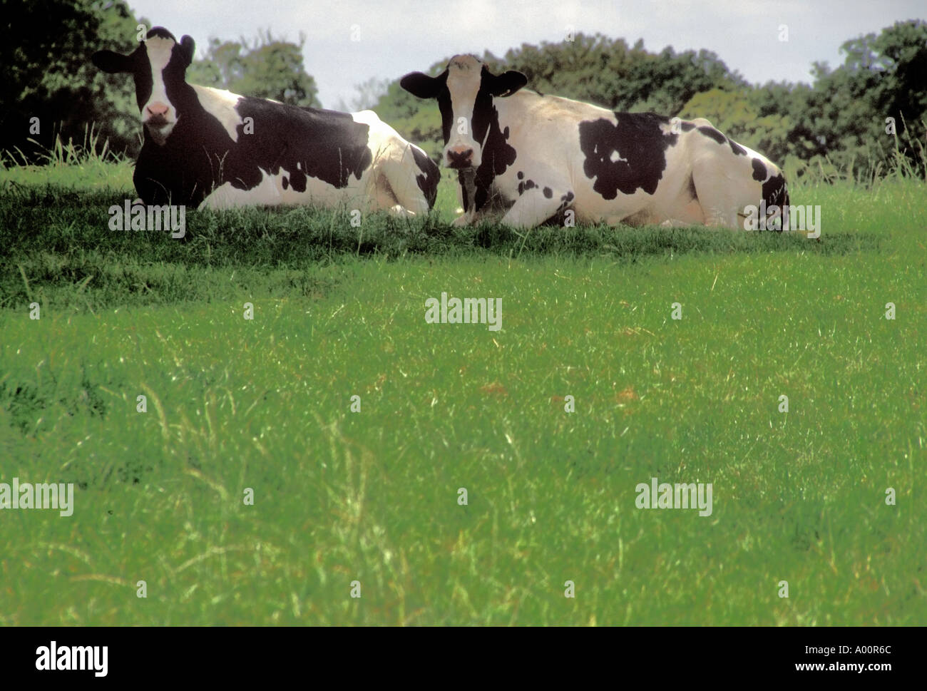 two fresian black and white cows lying down in a field Stock Photo - Alamy