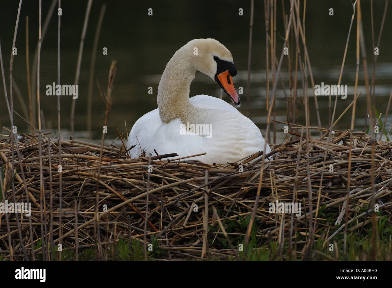 Mute Swan Cygnus olor sitting on nest UK Stock Photo