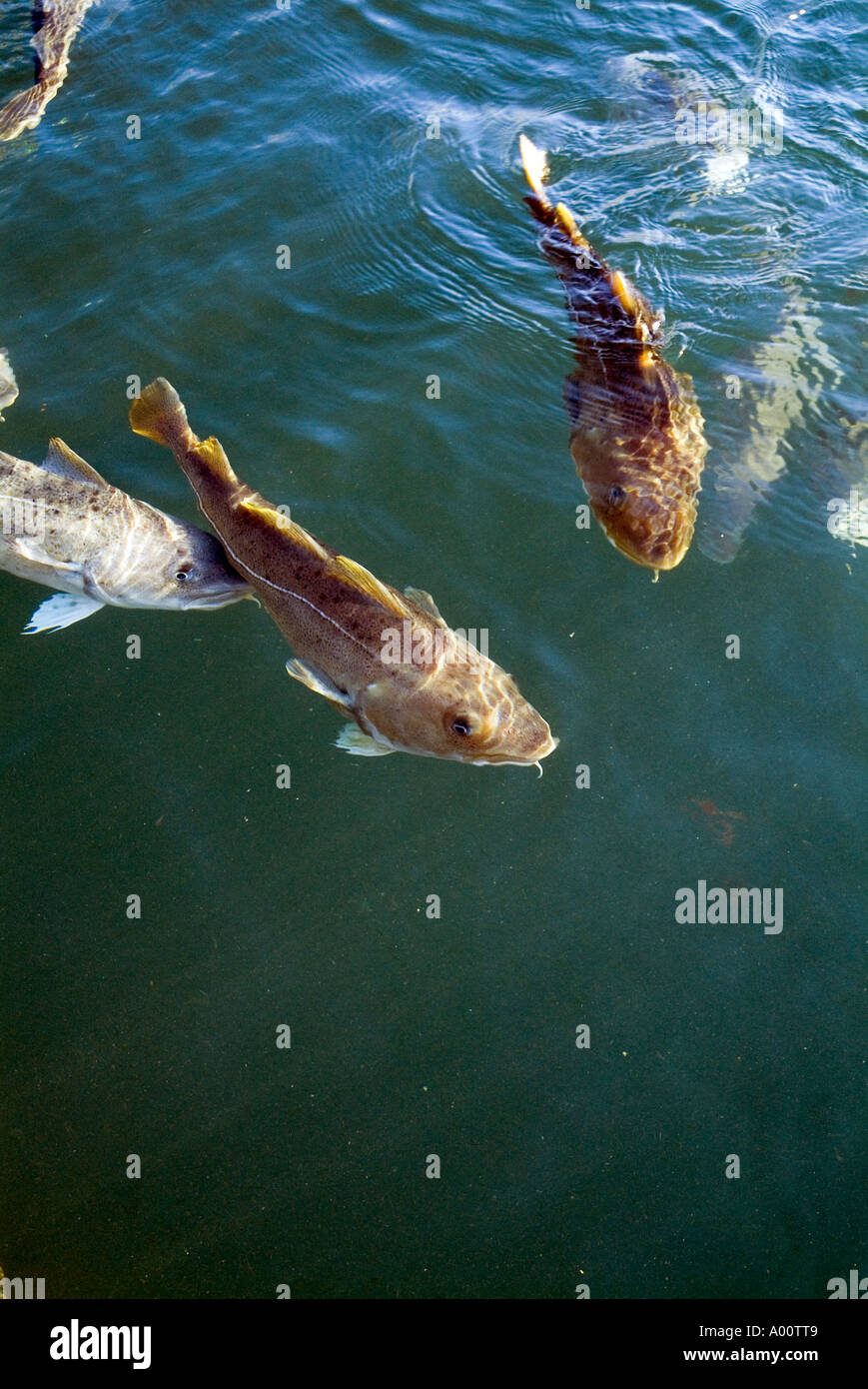 dh Gadus Morhua COD UK Shoal of Cod fish swimming on sea surface