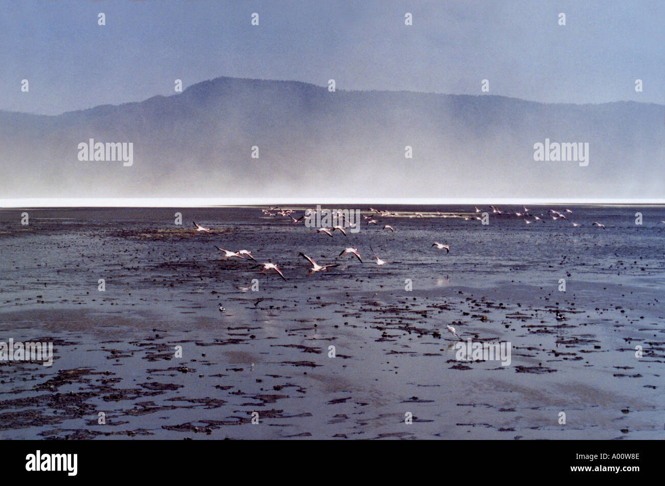 Soda Lake with Flamingoes Ngorongoro crater Tanzania Stock Photo Alamy