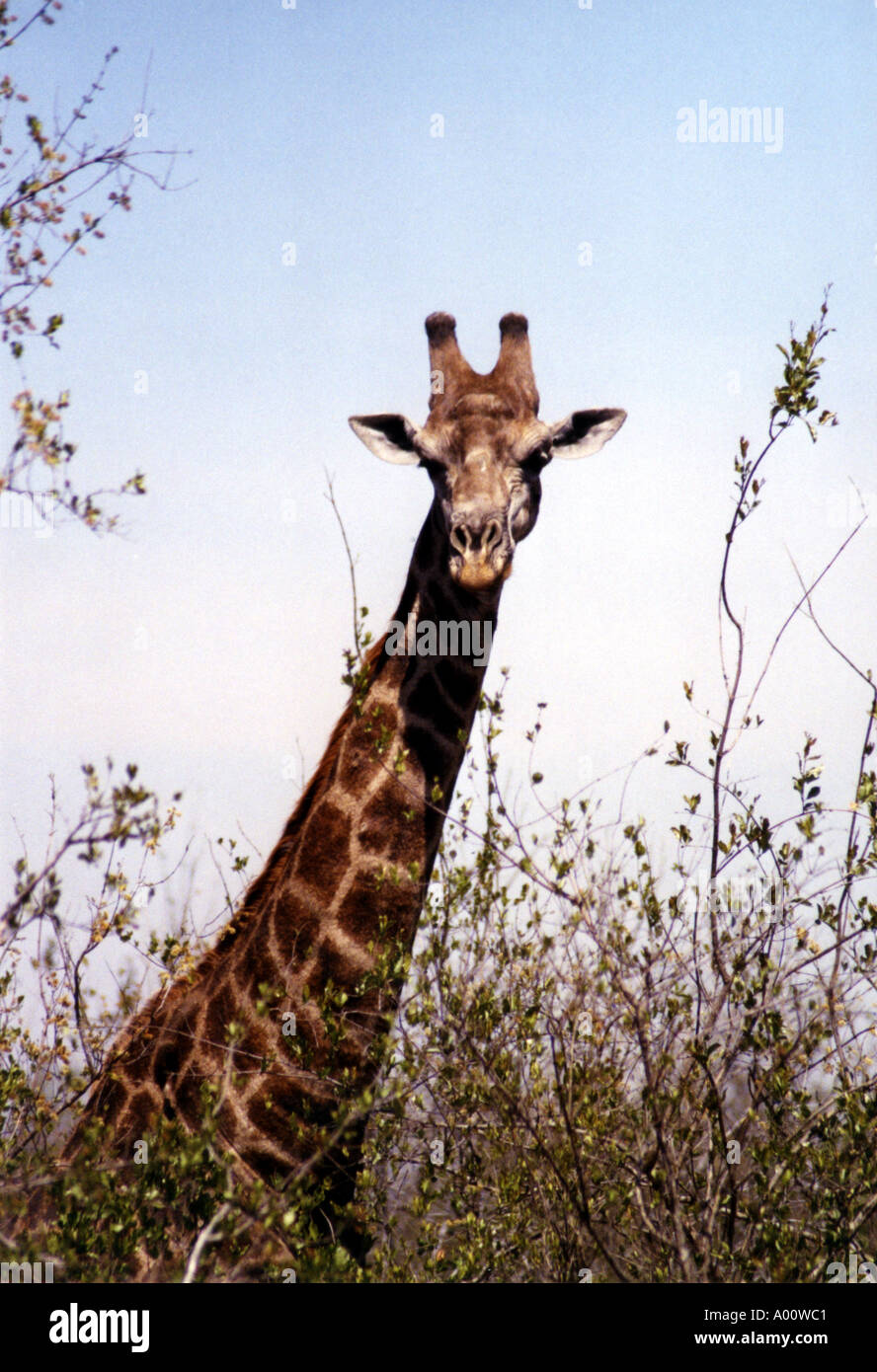 Giraffe neck and head against blue sky Kruger NP South Africa Stock Photo