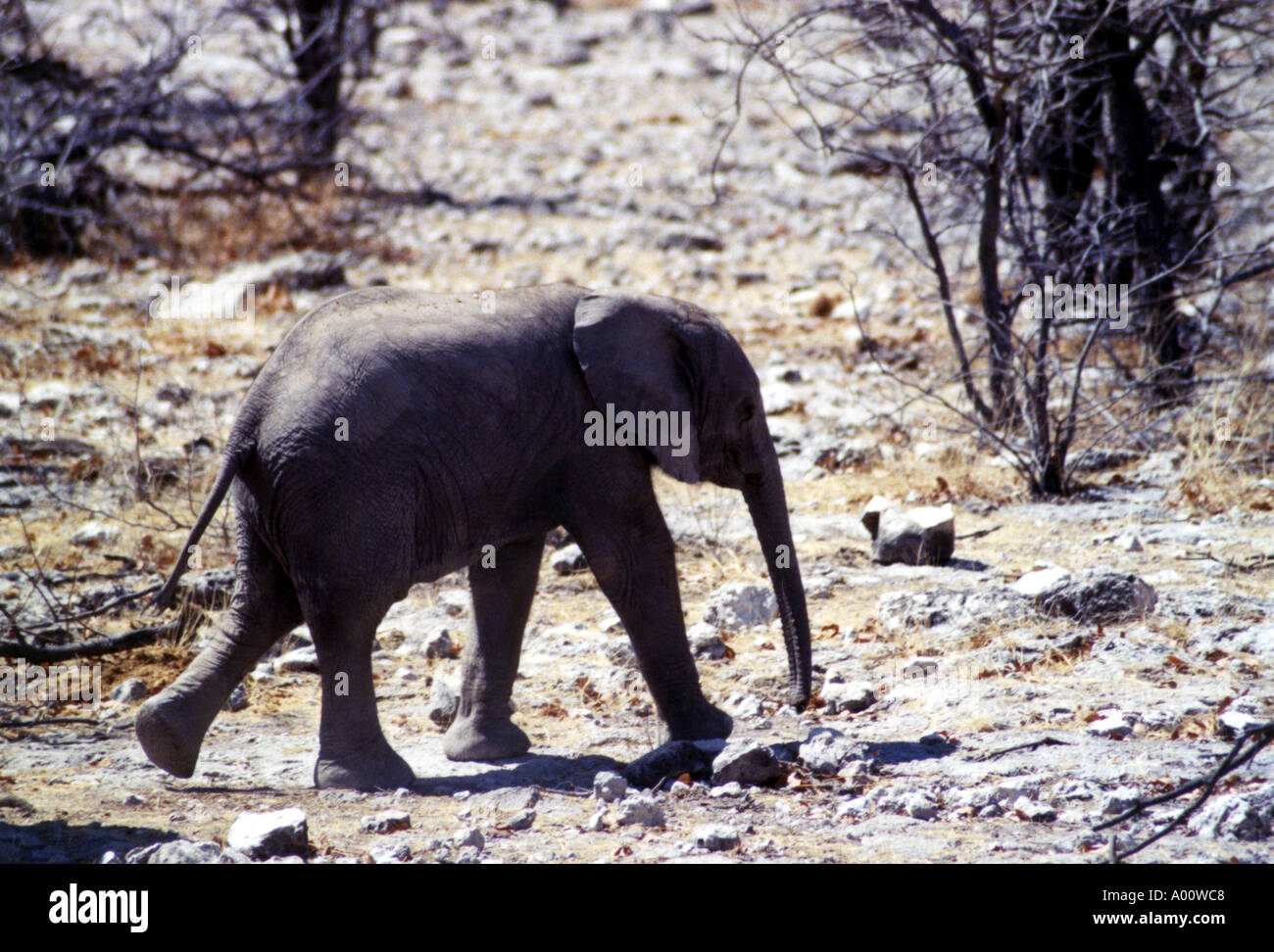 Baby Elephant running in profile Kruger NP South Africa Stock Photo