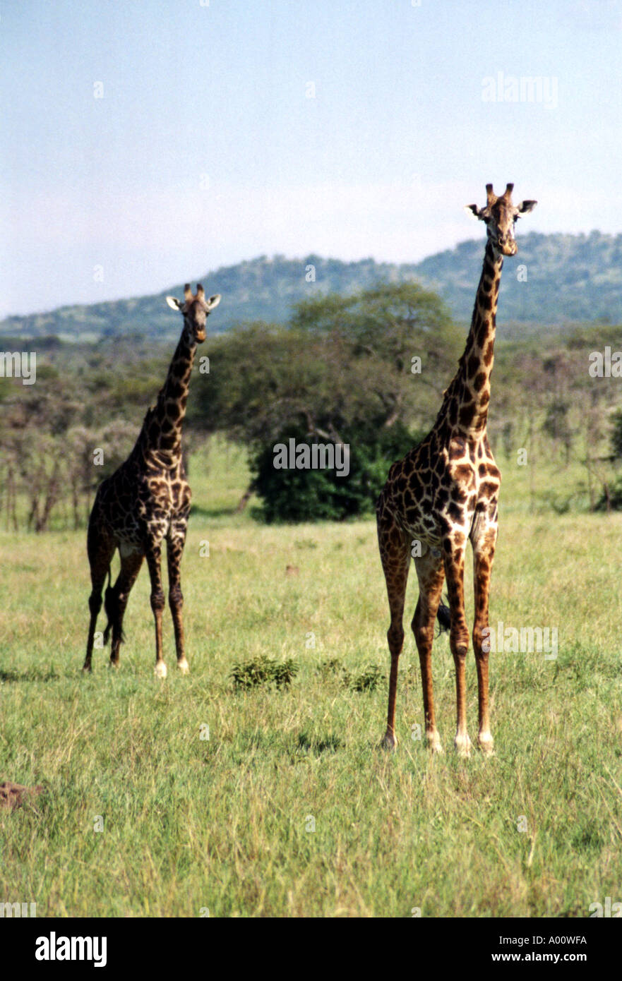 Head and neck of two giraffes hi-res stock photography and images - Alamy