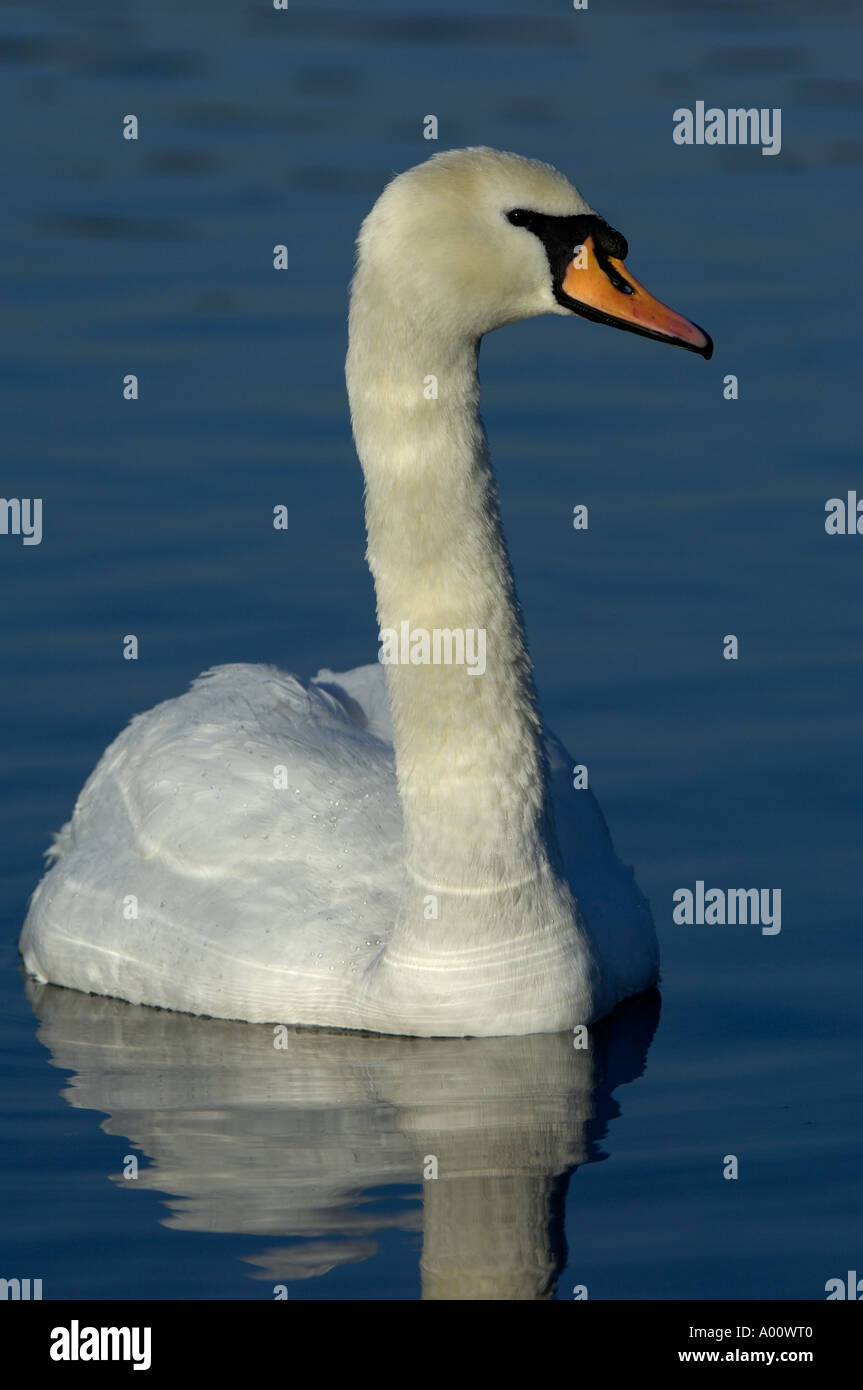 White swan richmond hires stock photography and images Alamy