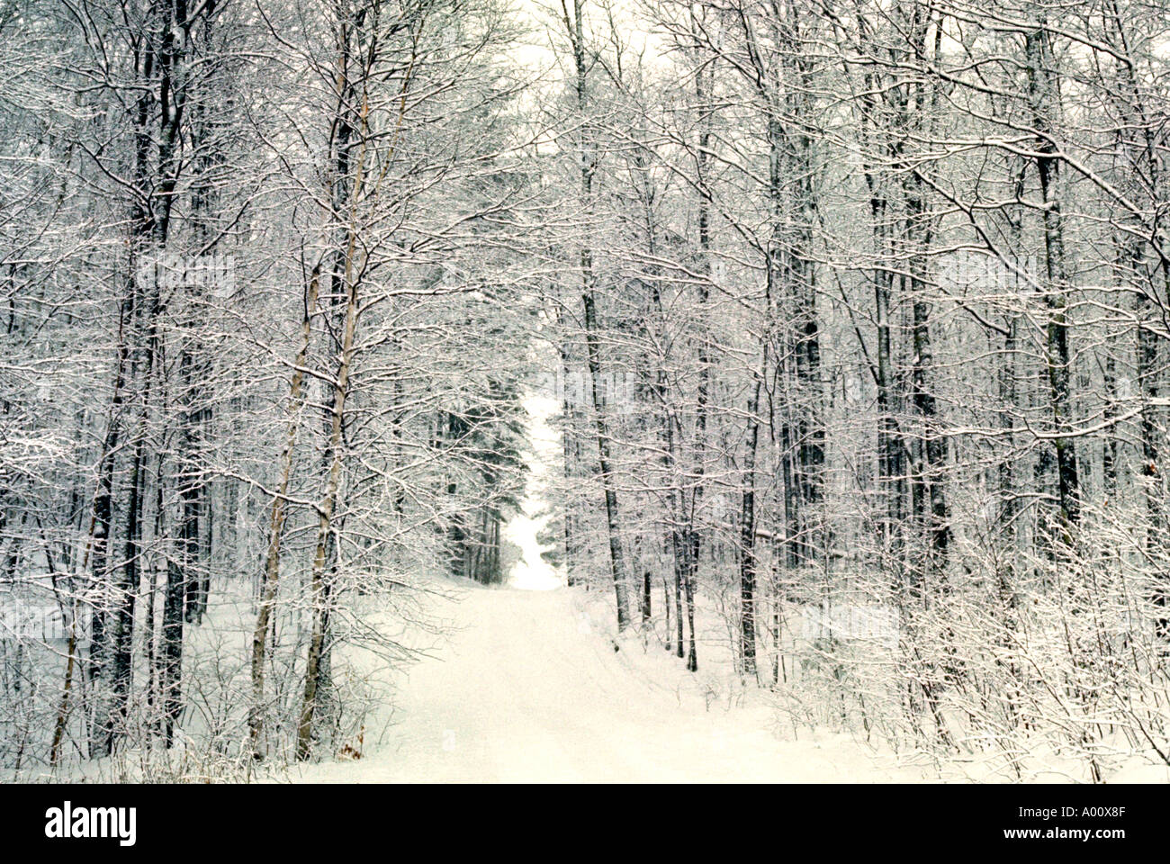 Trees after the snow storm Telemark Ski Resort Cable Wisconsin Stock
