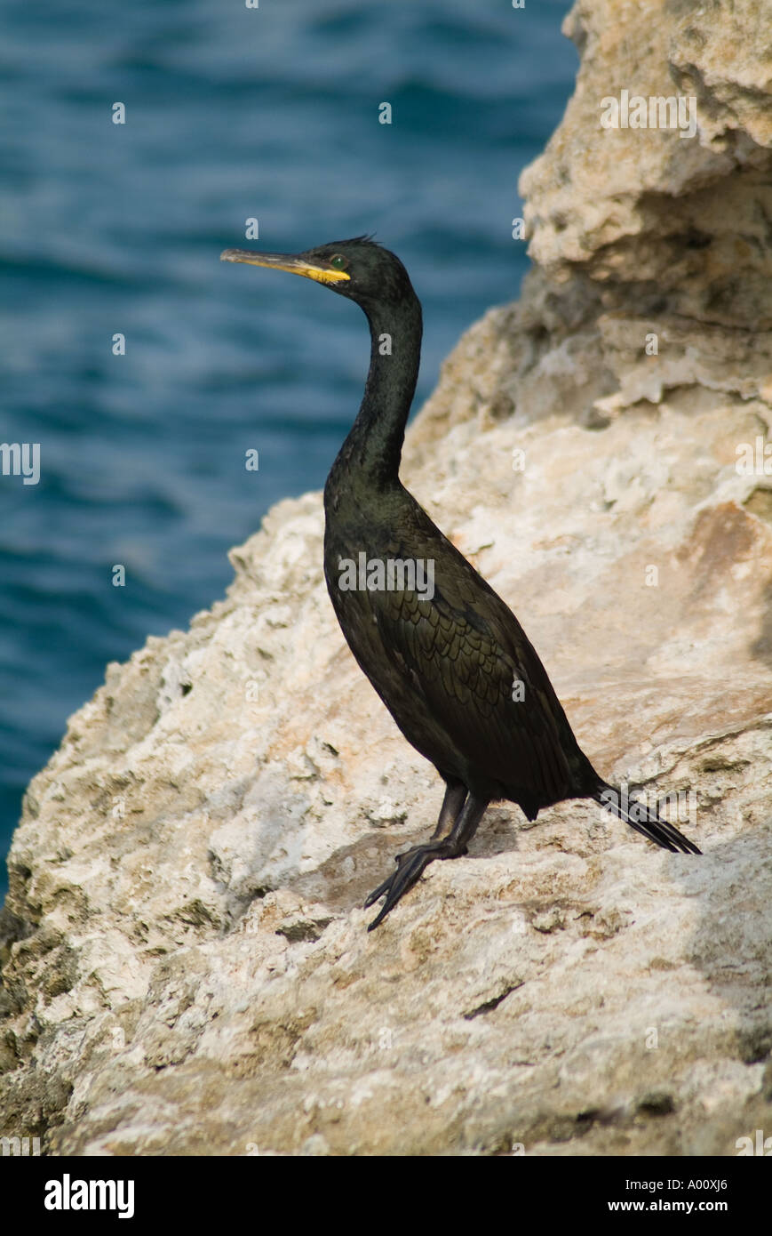 dh Balearic Shag CORMORANTS MALTA Black seabird Mao harbour mediterranean shags bird europe sea birds menorca phalacrocorax aristotelis rock Stock Photo