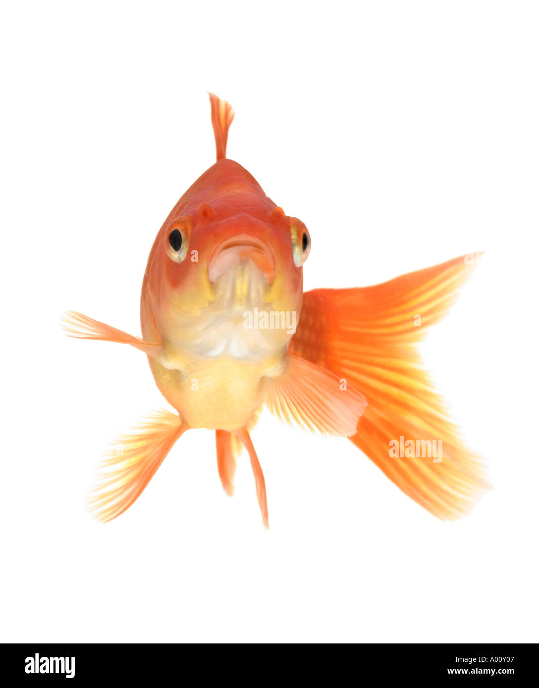 goldfish Stock Photo
