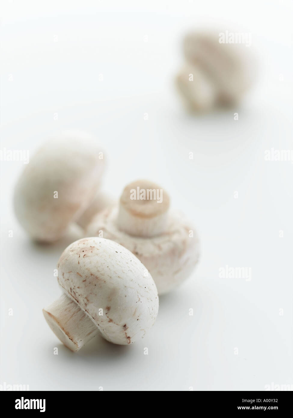 Young portobello mushroom hires stock photography and images Alamy