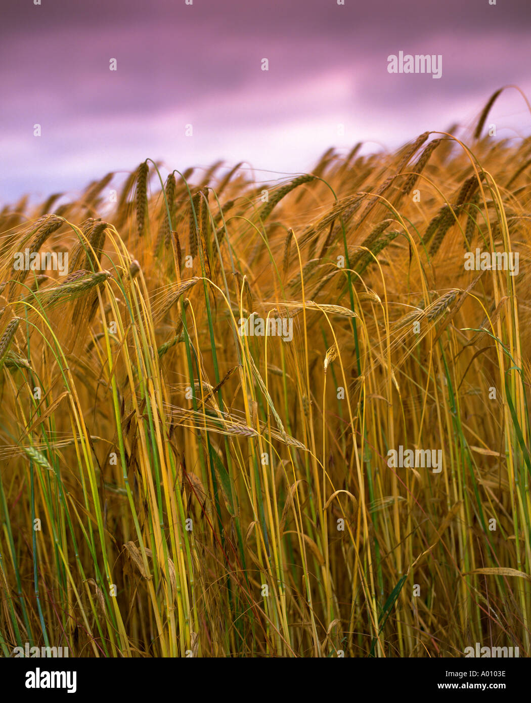 Close up of cereal crop Stock Photo